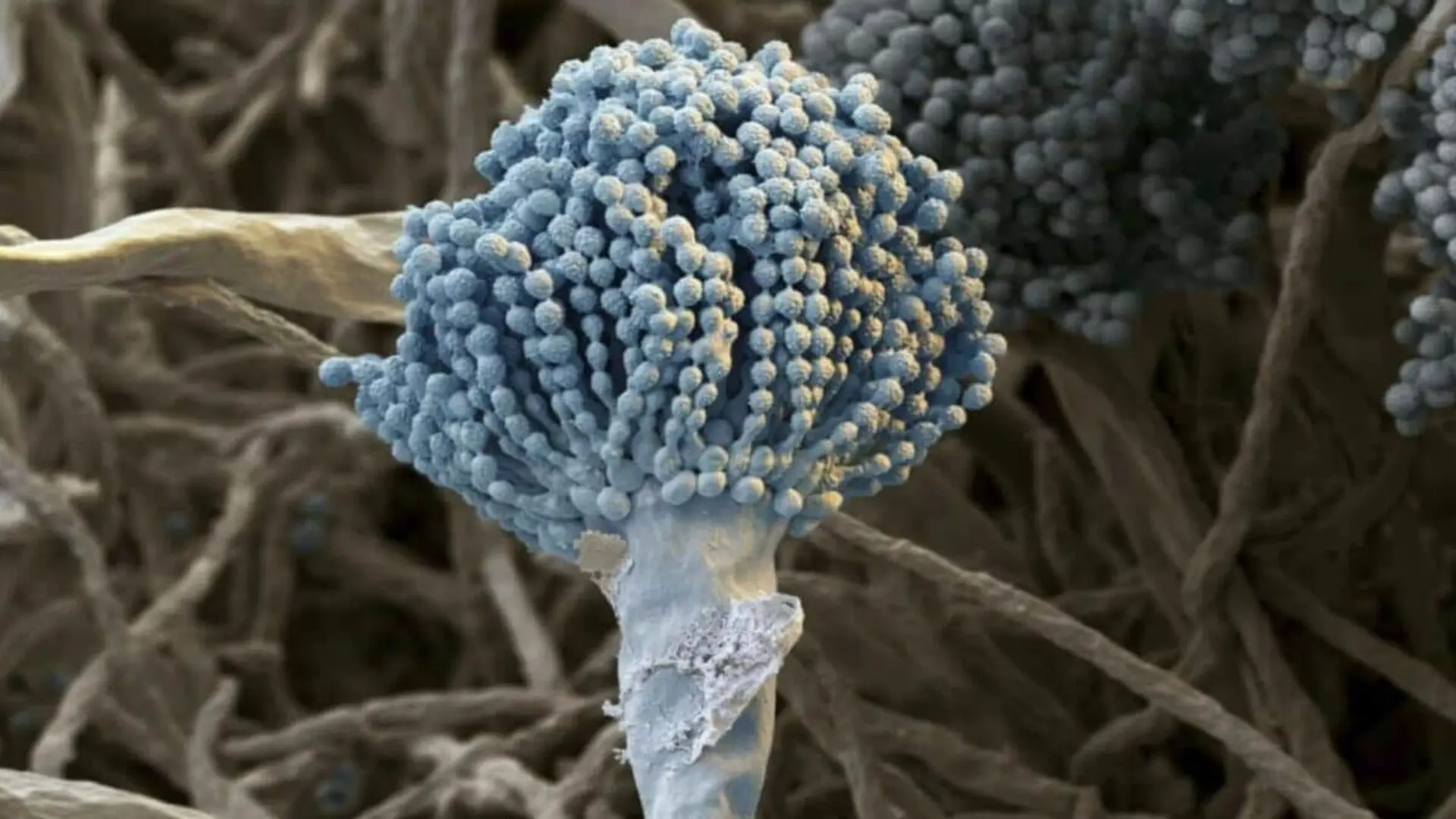 Deadly Aspergillus Fungi Are Expanding Their Range Scaled