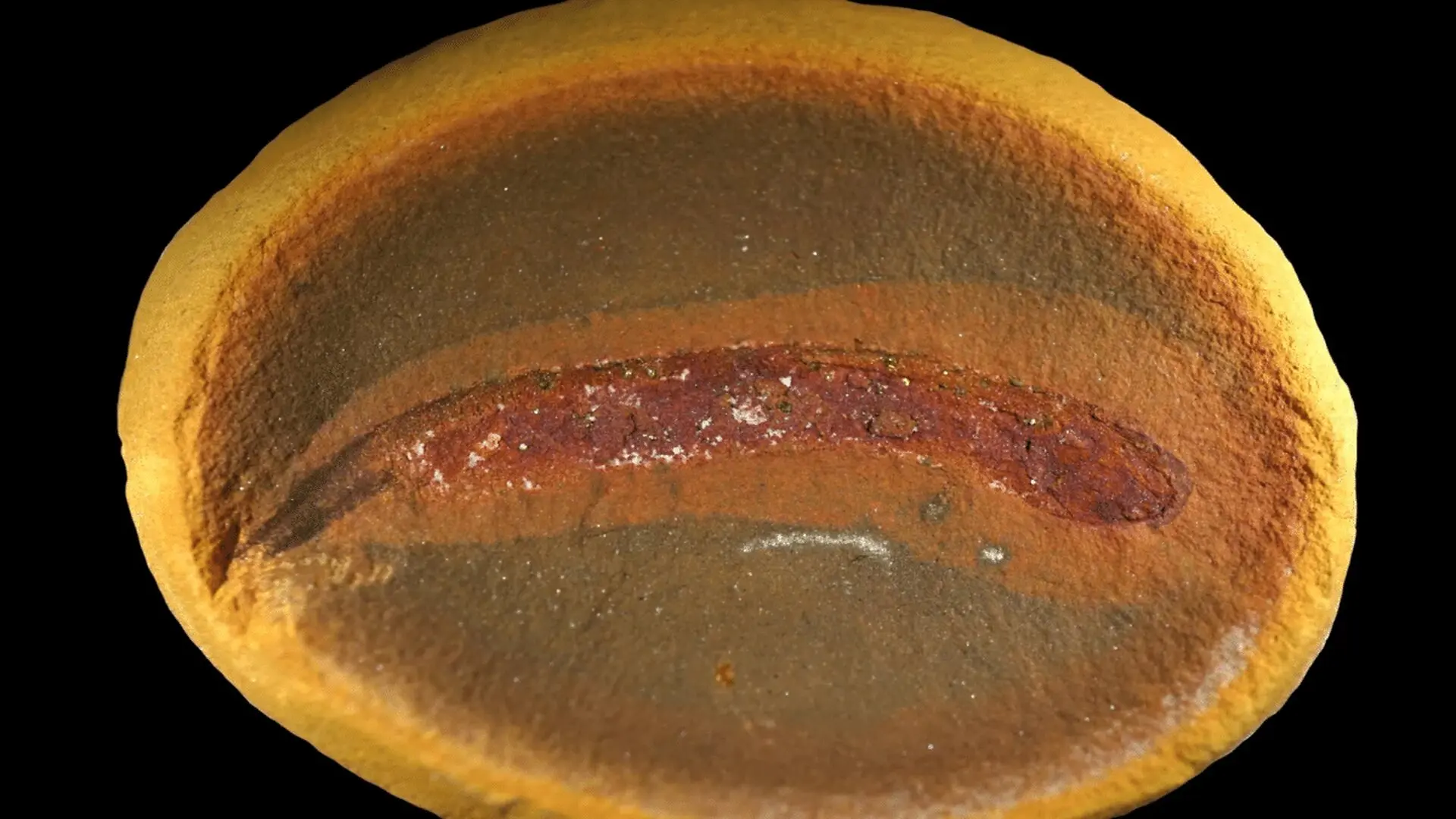 309 Million Year Old Fossils Reveal A Surprise About Earths First Four Legged Animals Scaled