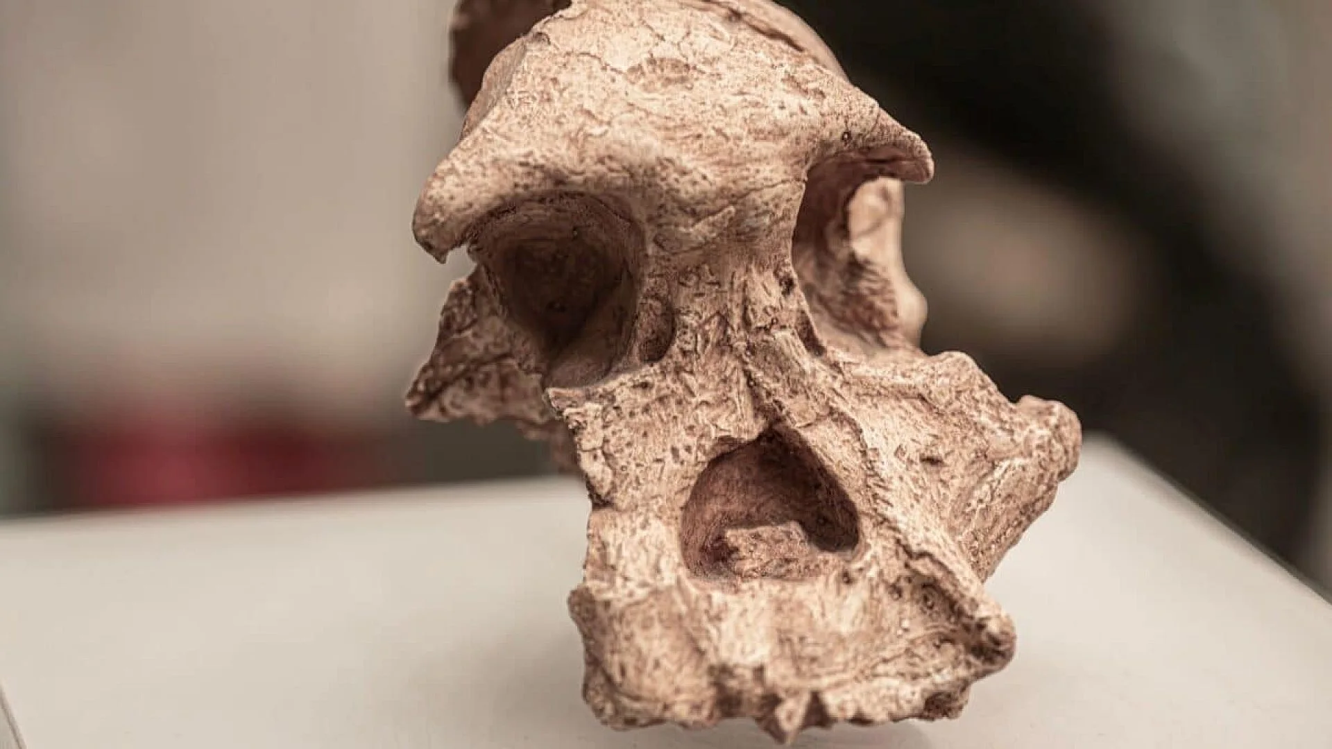 A Crushed 1 Million Year Old Skull Found In China Could Prove Humans Split Into Distinct Groups Far Earlier Than Expected Scaled