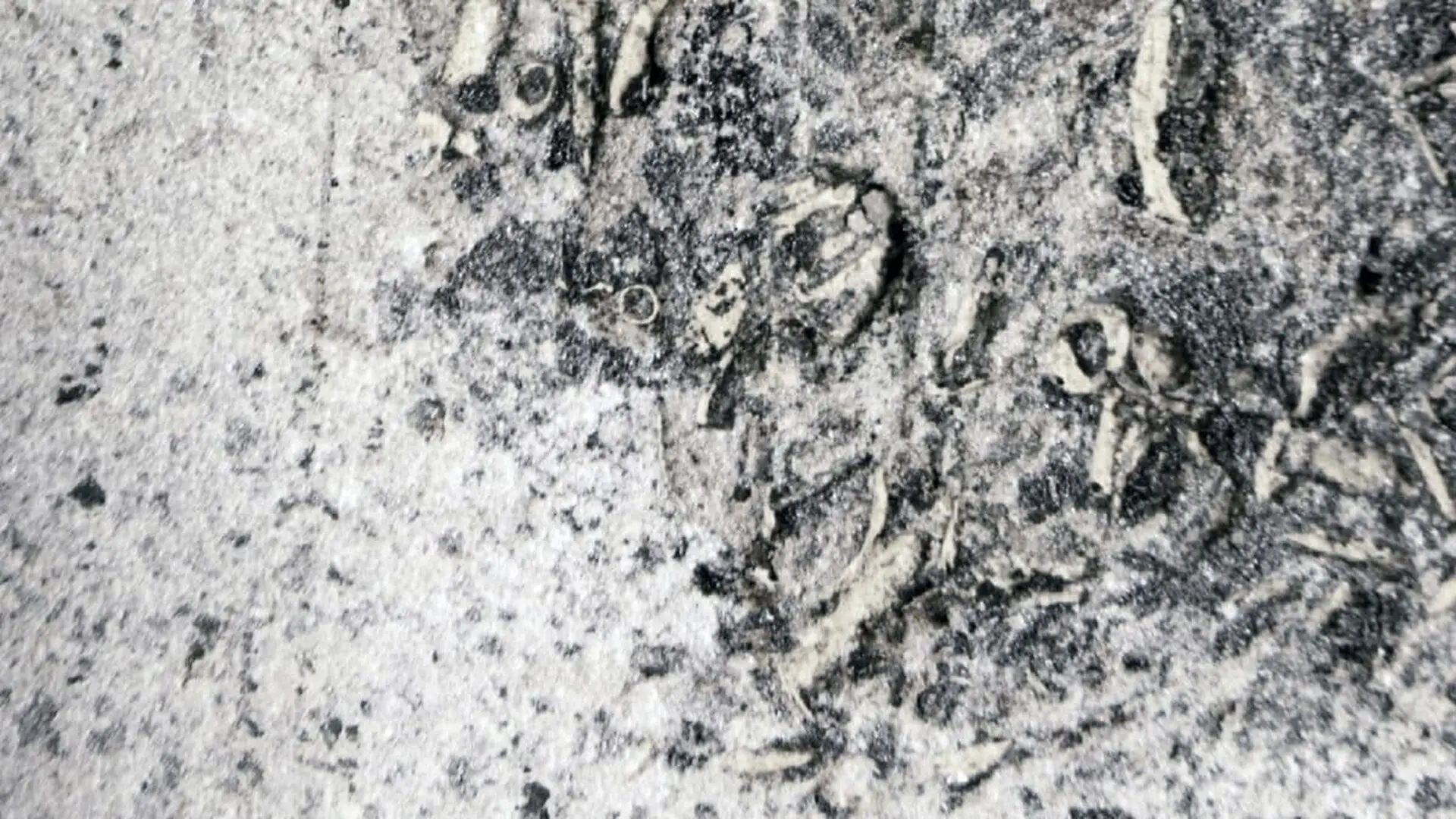 A 4 To 8 Meter Jurassic Predator Left Behind Fossilized Vomit Scientists Just Revealed Why It Happened Near Shore Scaled