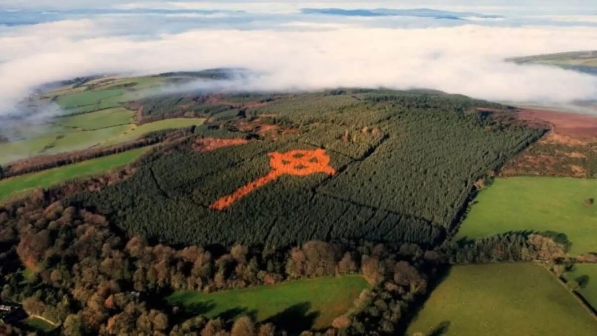 I Planted It Tree By Tree And No One Knew A Man Created A Giant Celtic Cross That Appears Only Once A Year Scaled
