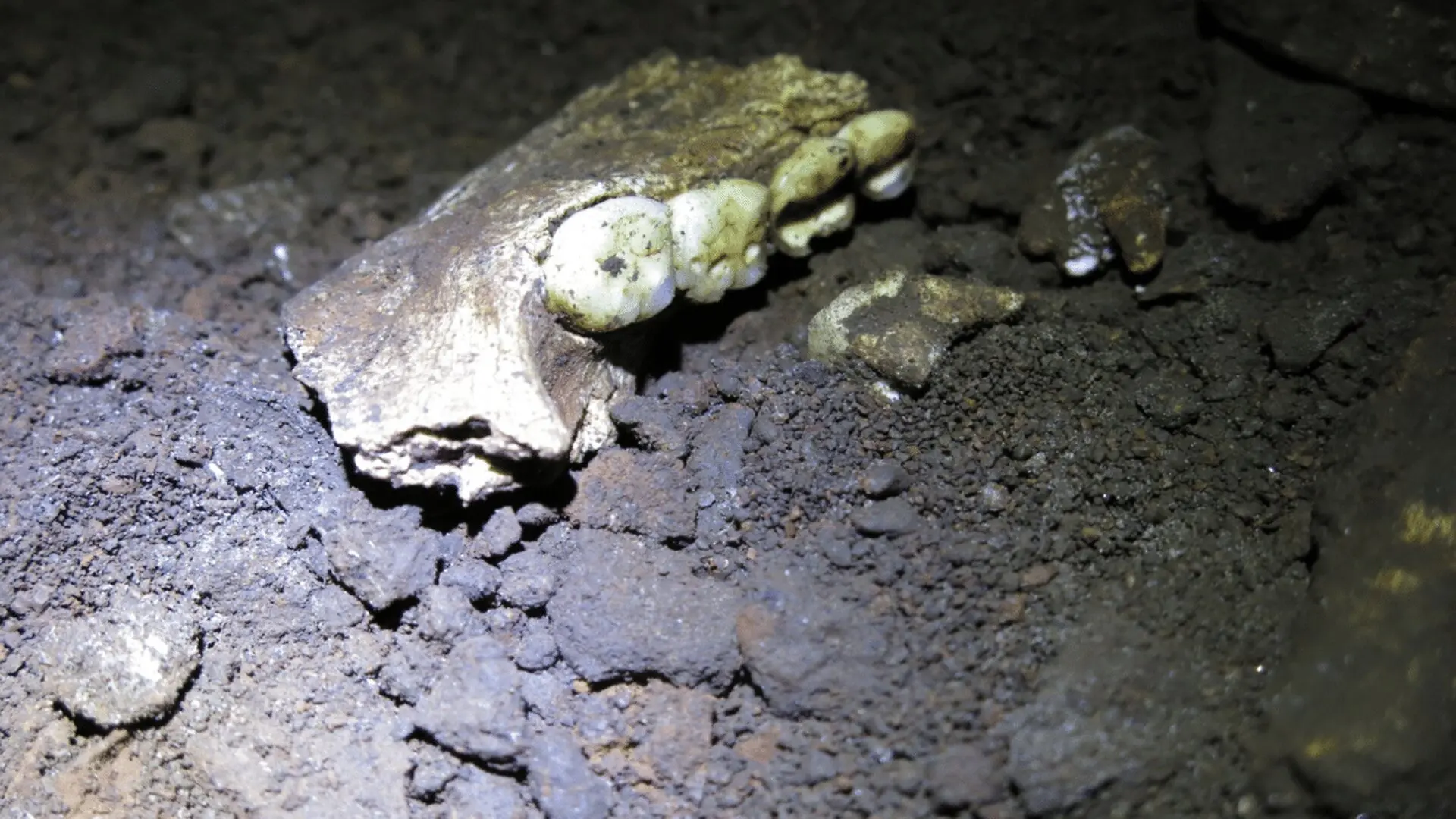 South African Cave Reveals Extraordinary Pattern As Homo Naledi Remains Appear To Be Female Scaled