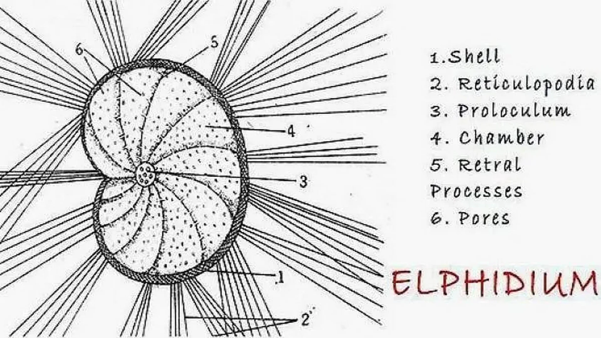 Structure of Polystomella (Elphidium).