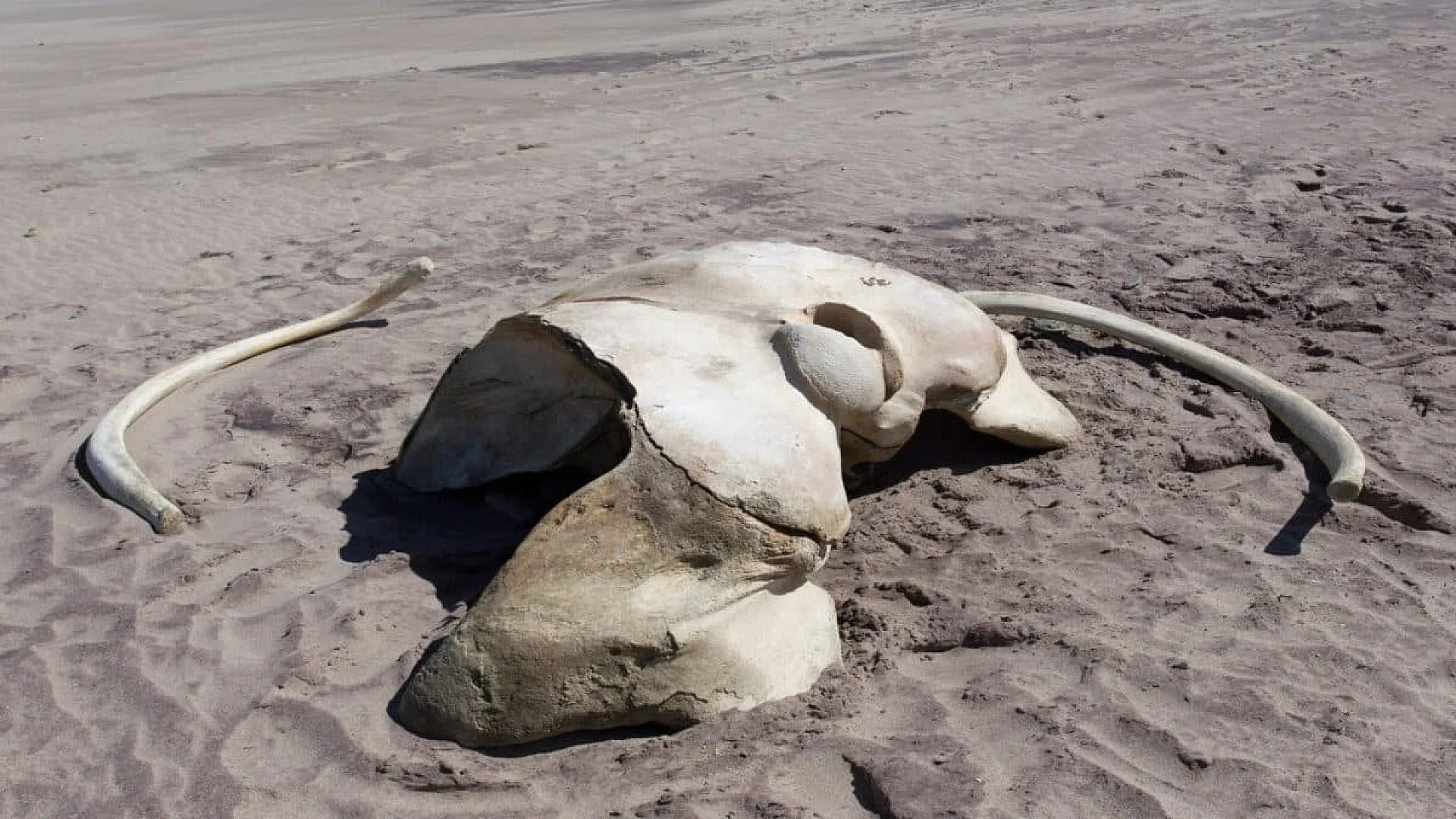 This 11 Year Old Girl Found A Strange Bone On A Beach It Turned Out To Be A Fossil From One Of The Largest Sea Creatures Ever Scaled