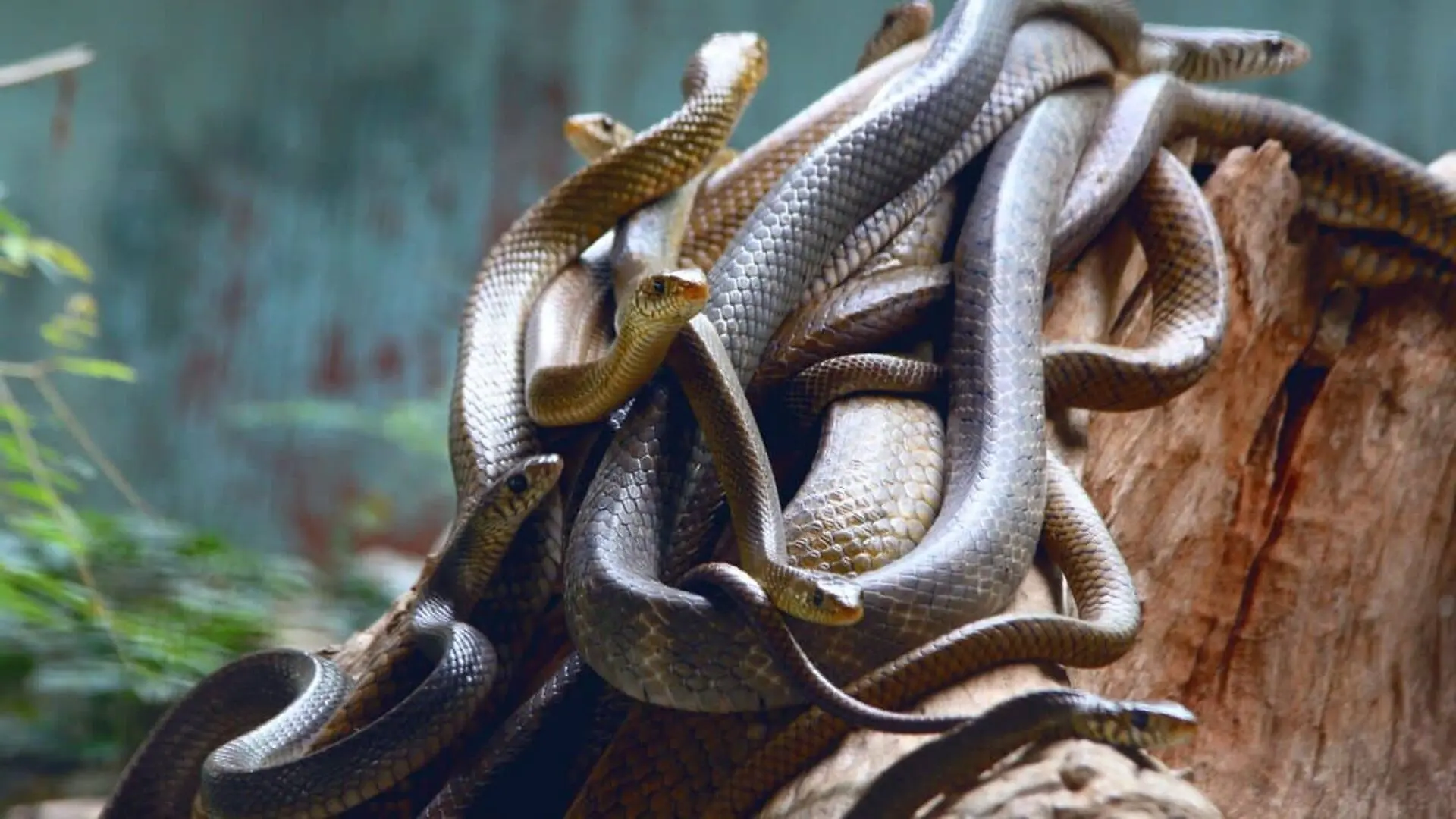 A Small Group Of Snakes Conquered An Entire Island Scientists Now Know How They Did It Scaled