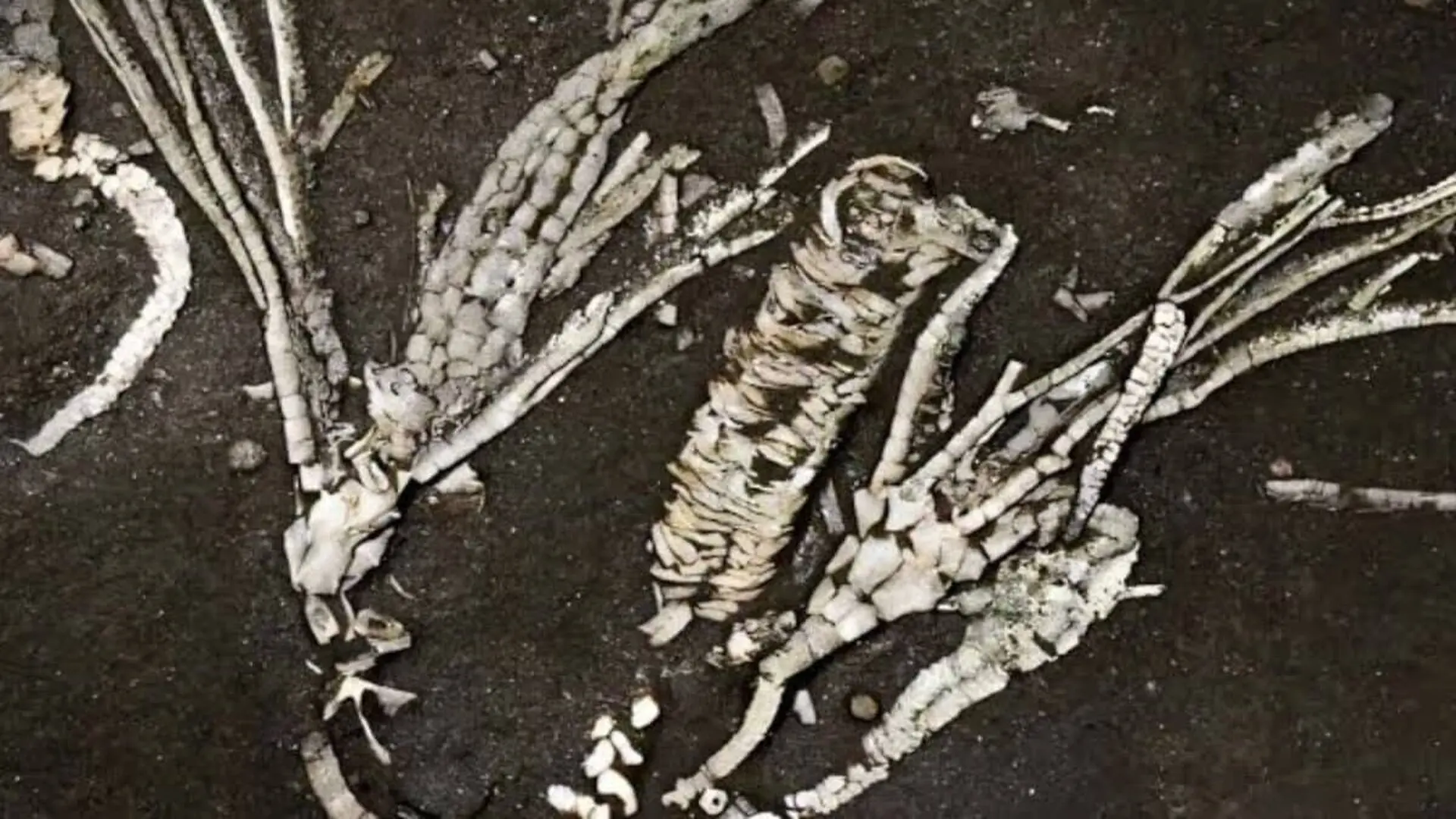 They Found A Fossil Of A Sea Creature Older Than Dinosaurs By 200 Million Years And Its Soft Tissue Is Still Intact Scaled