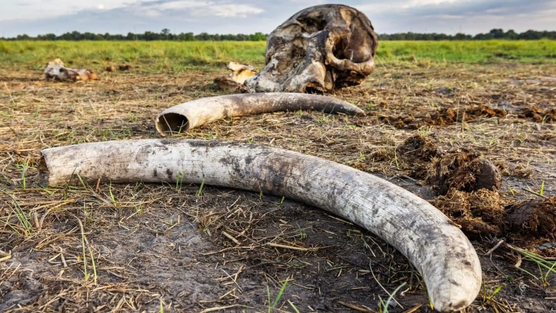 A Elephant Bone May Belong To Hannibals Army Scaled