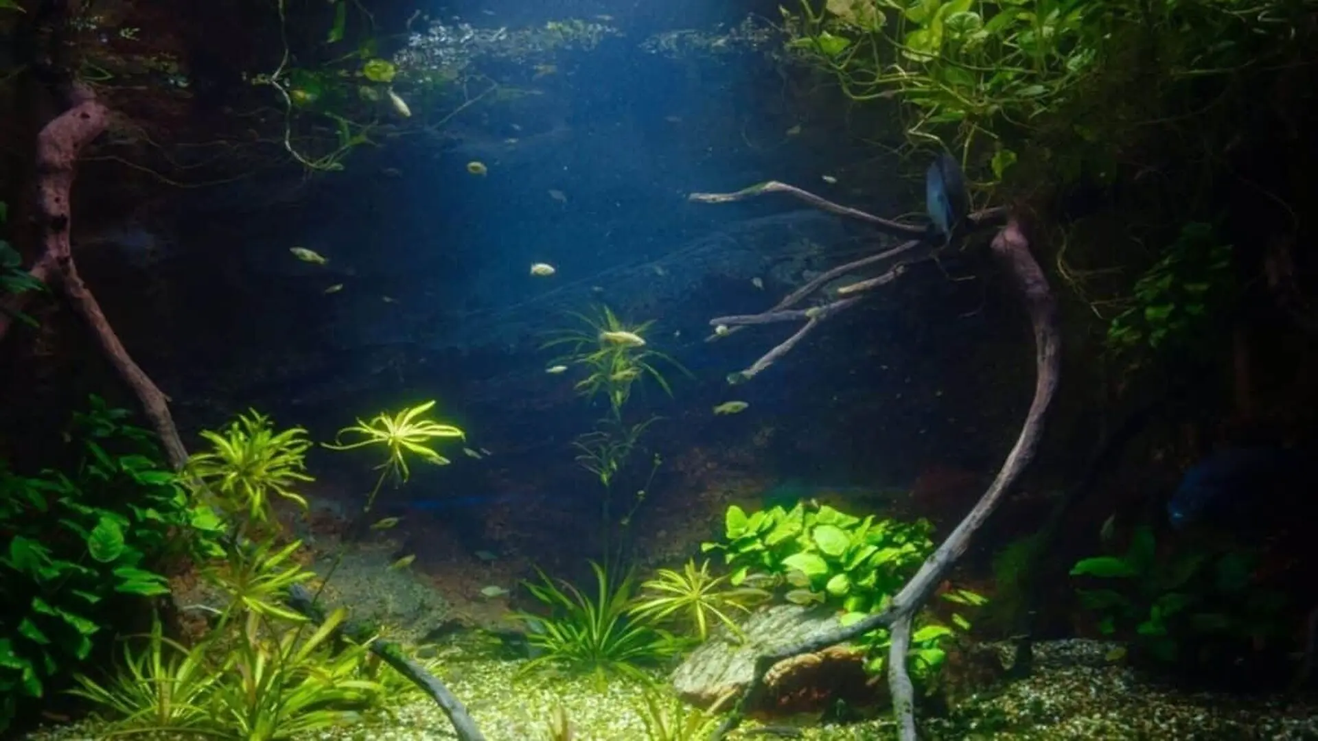 Found In Fossils From A French Lake Have Finally Been Identified As An 8 Foot Predator Nobody Knew Existed Scaled