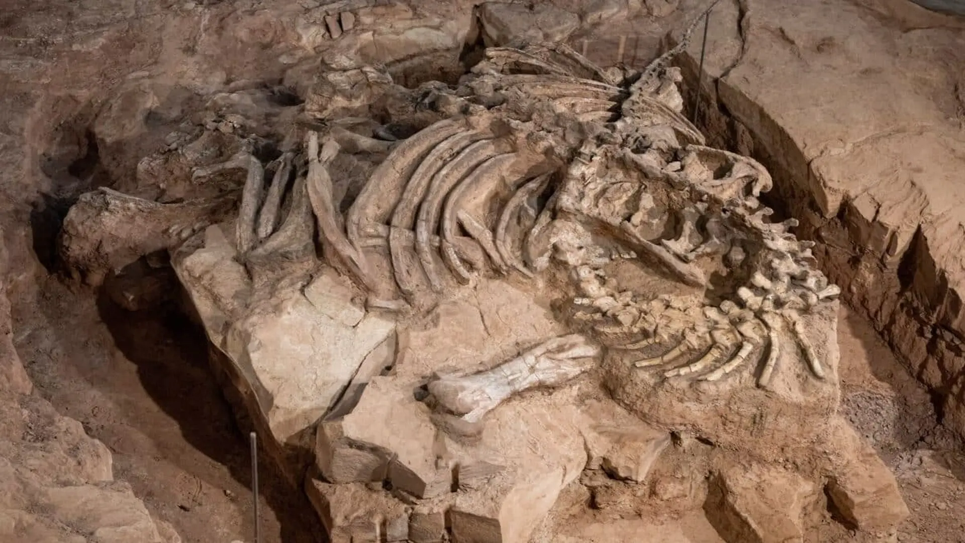 Scientists Finally Reveal What Englands First Complete Dinosaur Skeleton Really Looked Like Scaled