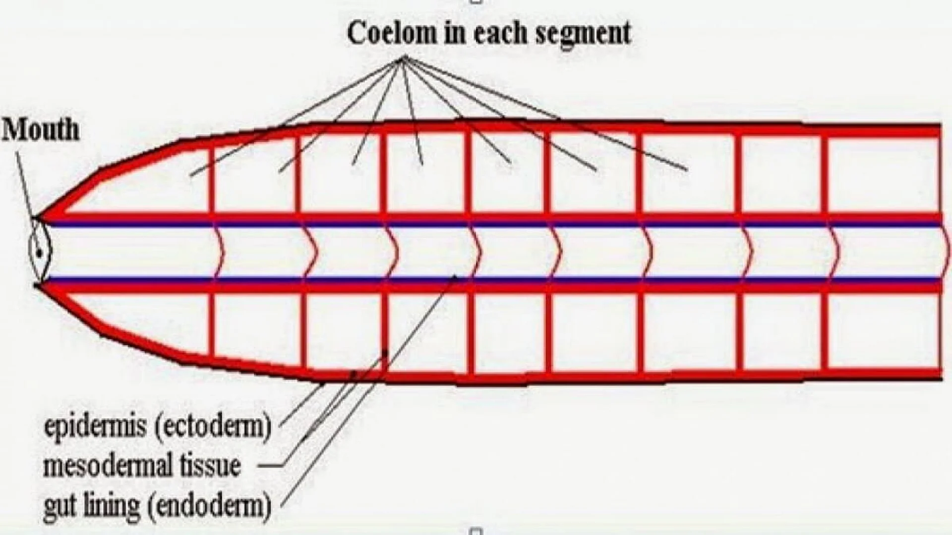 Metamerism in Annelida.