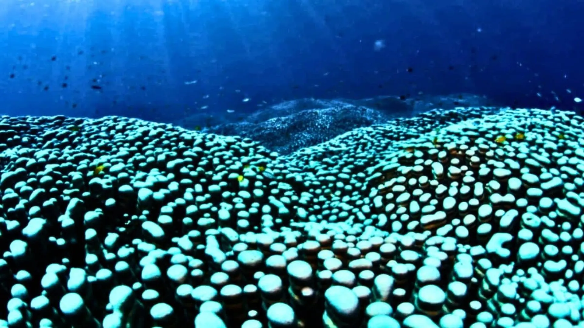 A Record Breaking Coral Giant Off Australia Scaled