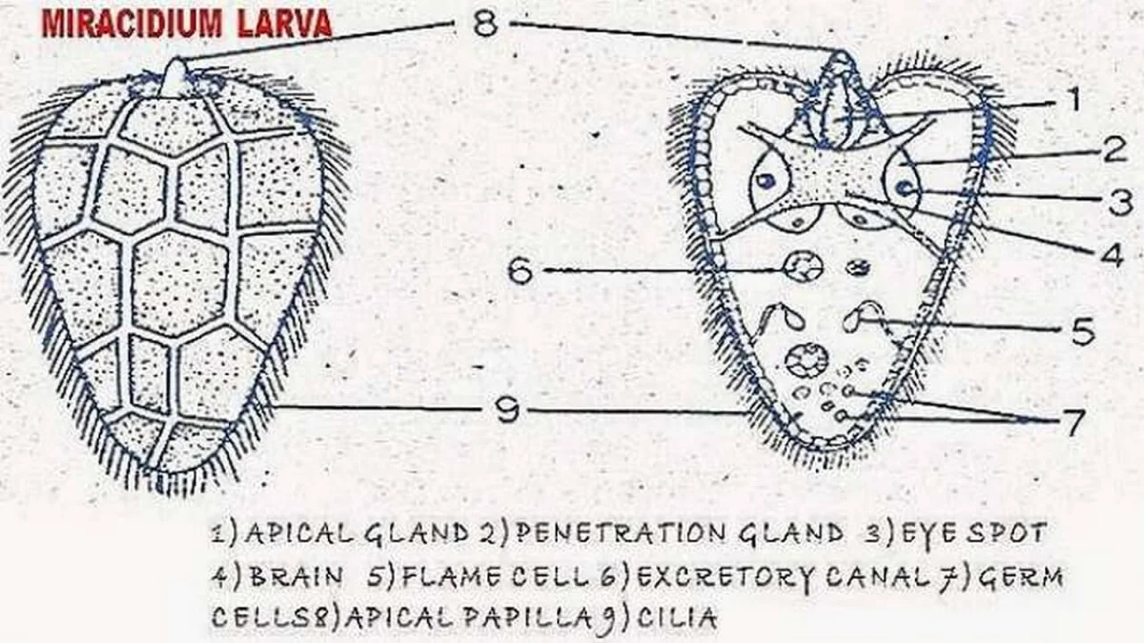 Life History of Fasciola Hepatica (Sheep Liver Fluke).