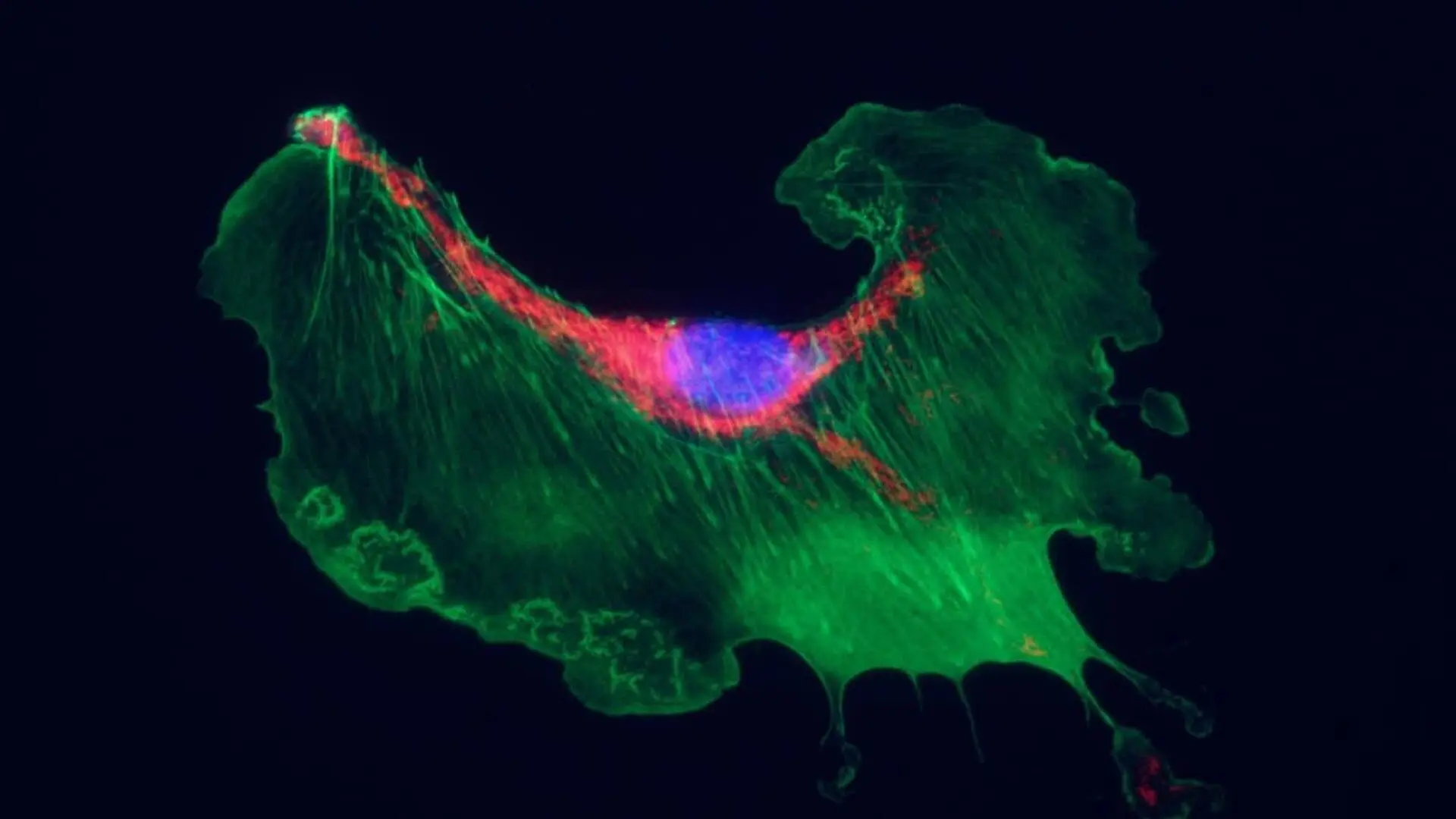 This Hidden Cell Process Could Hold A Clue To Slowing Age Related Decline Scaled