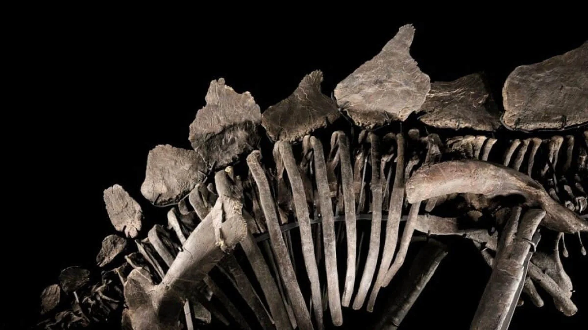 Rancher Found Strange Bones On His Land Years Later They Uncovered A 38 Foot T. Rex Worth Up To 30 Million Scaled