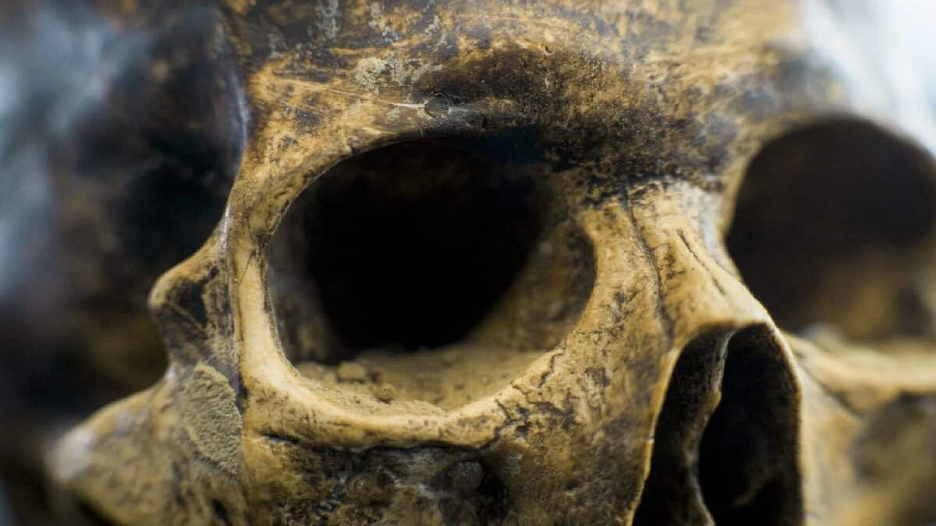 Neanderthals Were Once Thought To Communicate With Grunts Now We Believe They Had Language Scaled