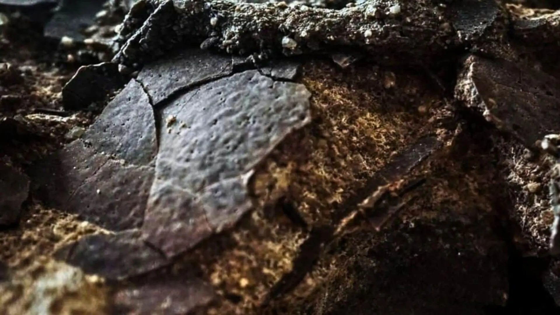 Ten Jurassic Eggs Emerged From A Portuguese Cliff Scaled