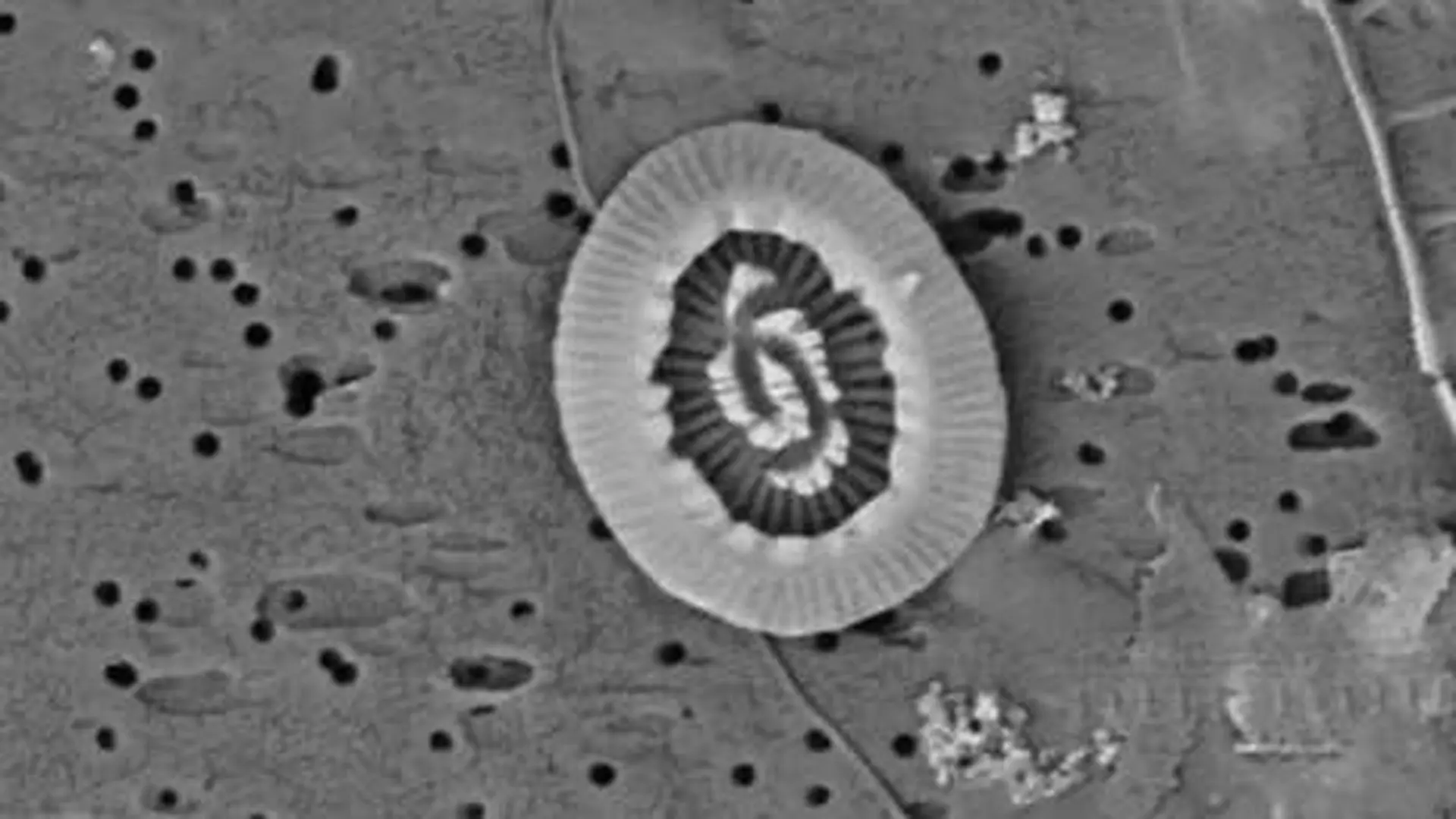 These Cells Are Smaller Than A Hair And They May Control Earths Carbon Fate Mio Plankton Images Scaled