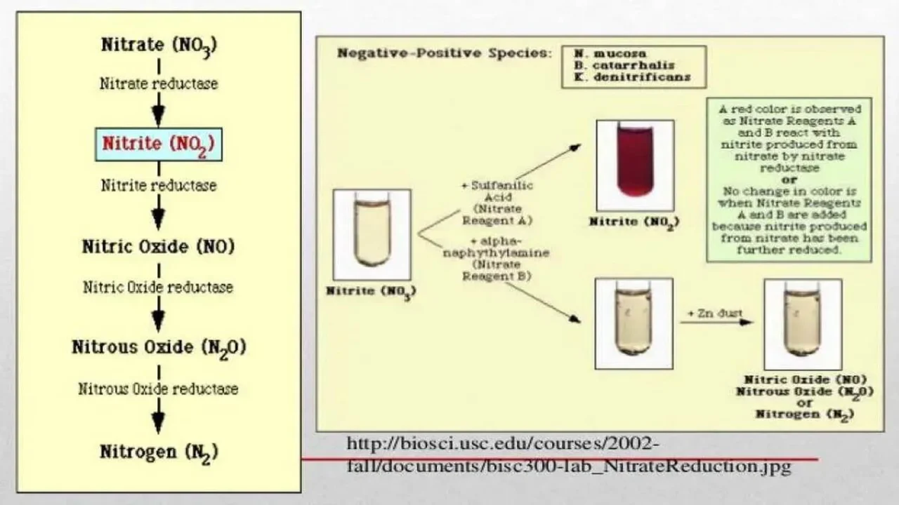 NITRATASE TEST (NITRATE REDUCTION; DENITRIFICATION)