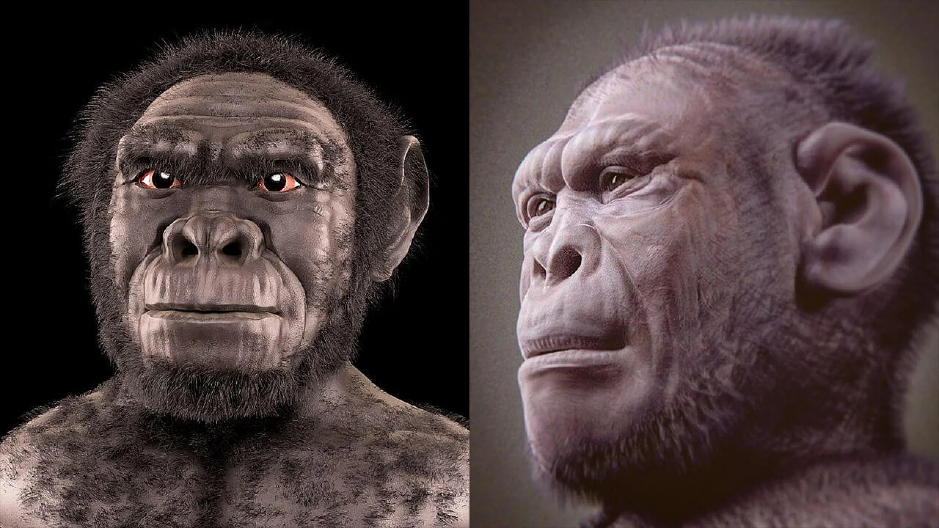 Homo habilis facial reconstruction