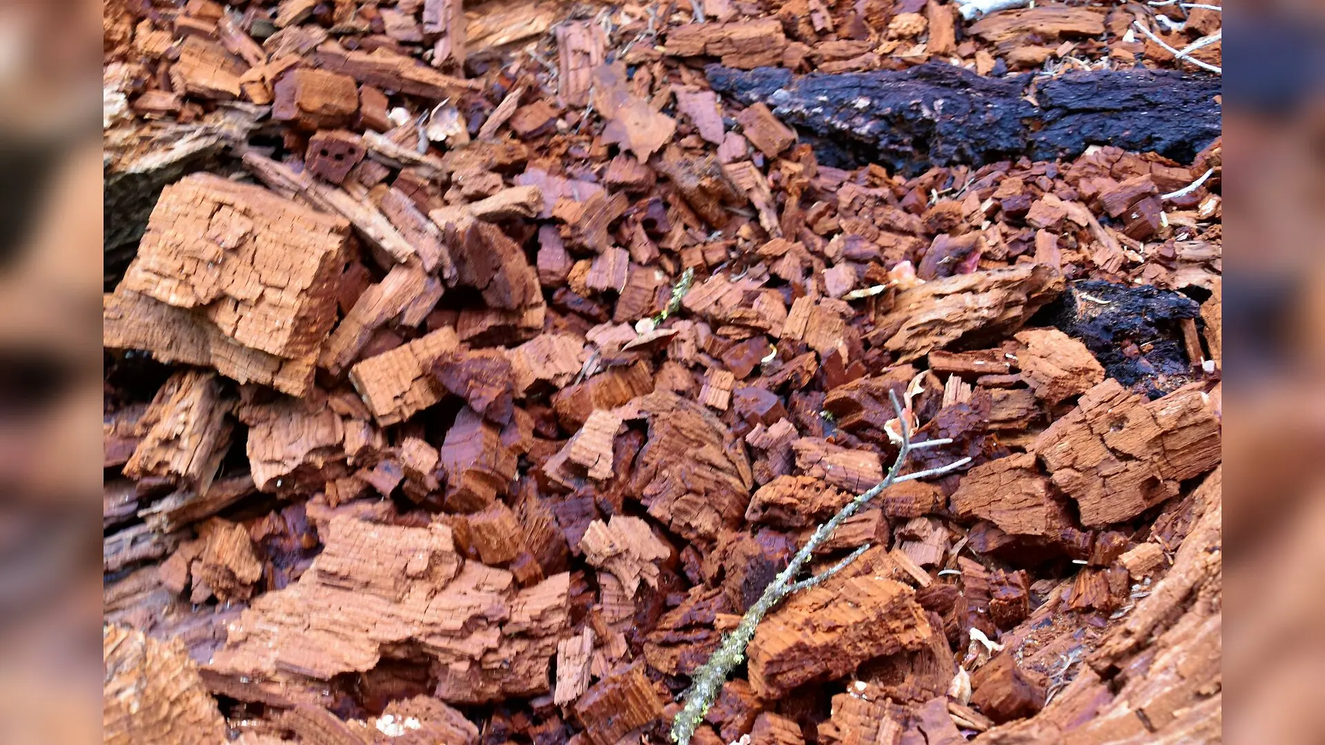 Plant Waste Bioplastics Achieve Higher Efficiency When Burning Lignin Stops