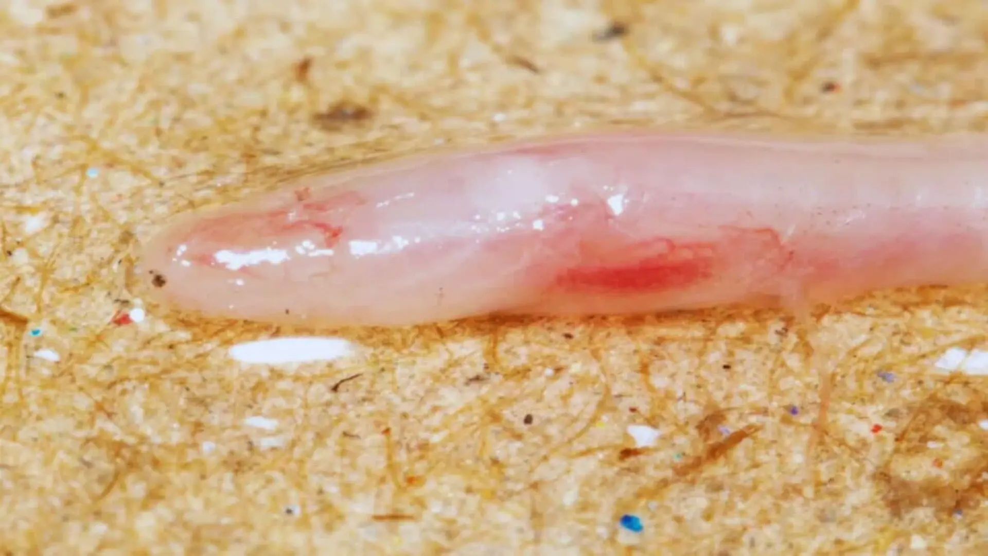 A Tiktok Video Led Scientists Underground In India Where They Found A 15 Inch New Fish Species Scaled
