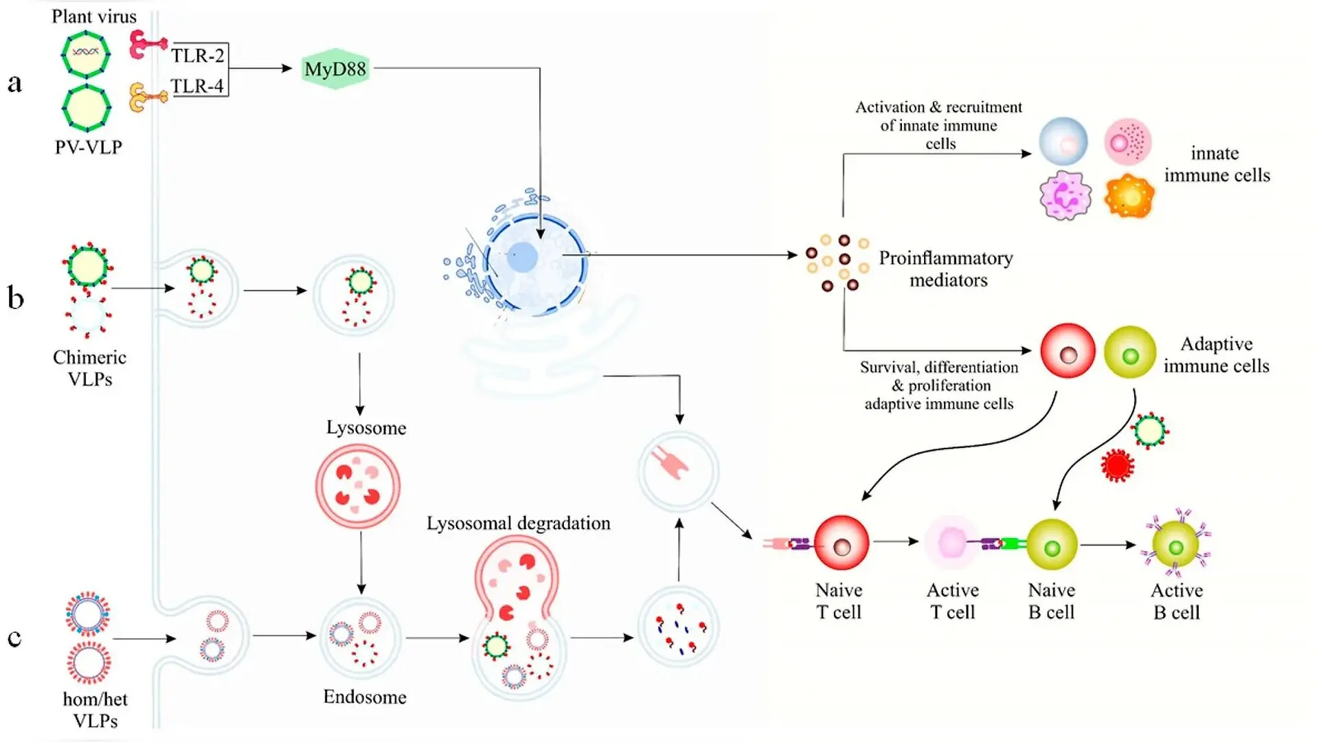 Plant-Grown Vaccine Particles Offer Needle-Free Protection Without Refrigeration