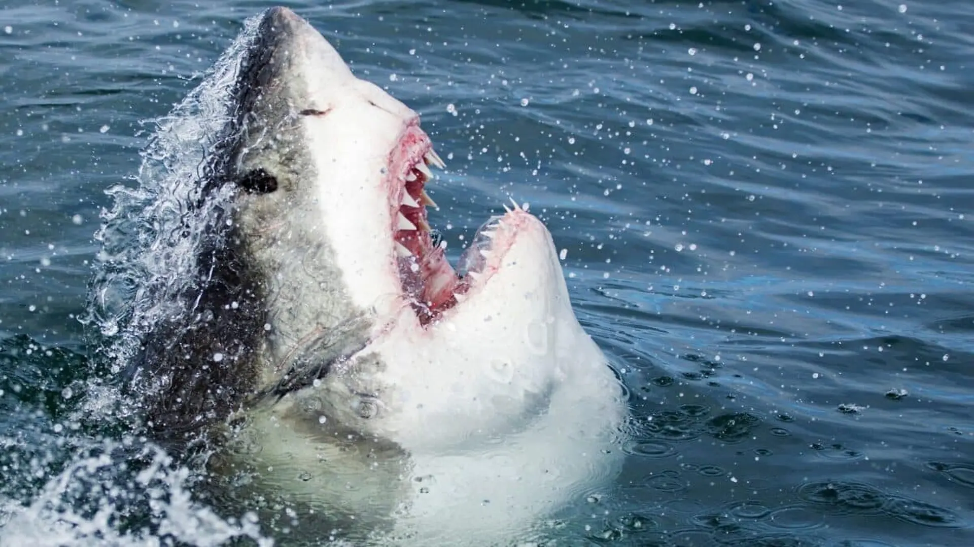 A Great White Shark Leaping Out Of The Water Scaled