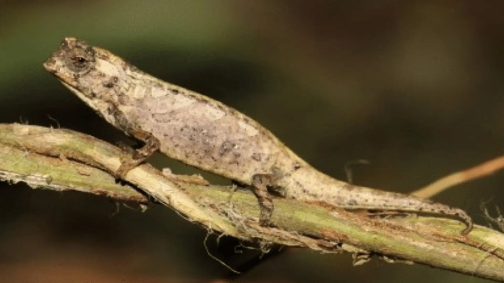 Worlds Smallest Chameleon Discovered In Madagascar So Tiny It Can Perch On A Human Fingertip Scaled