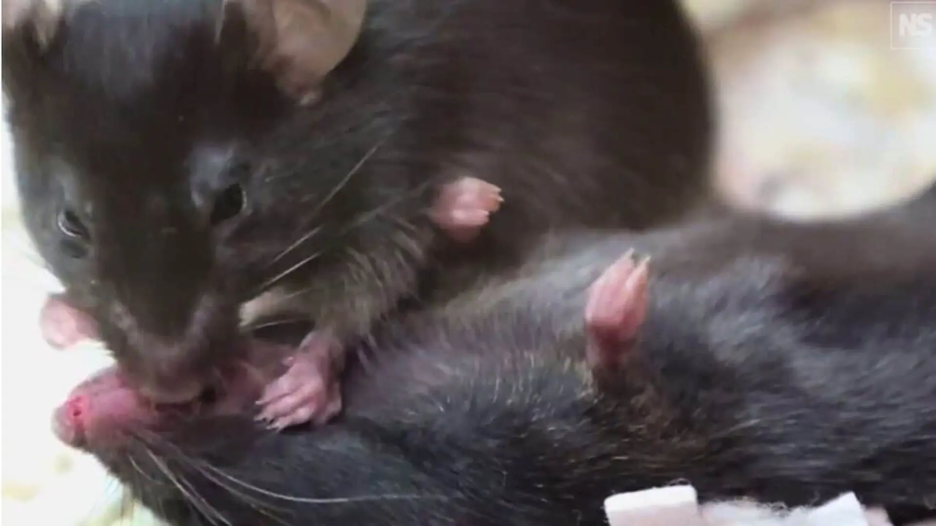 Scientists Watched Mice Pull Unconscious Partners Tongues Scaled