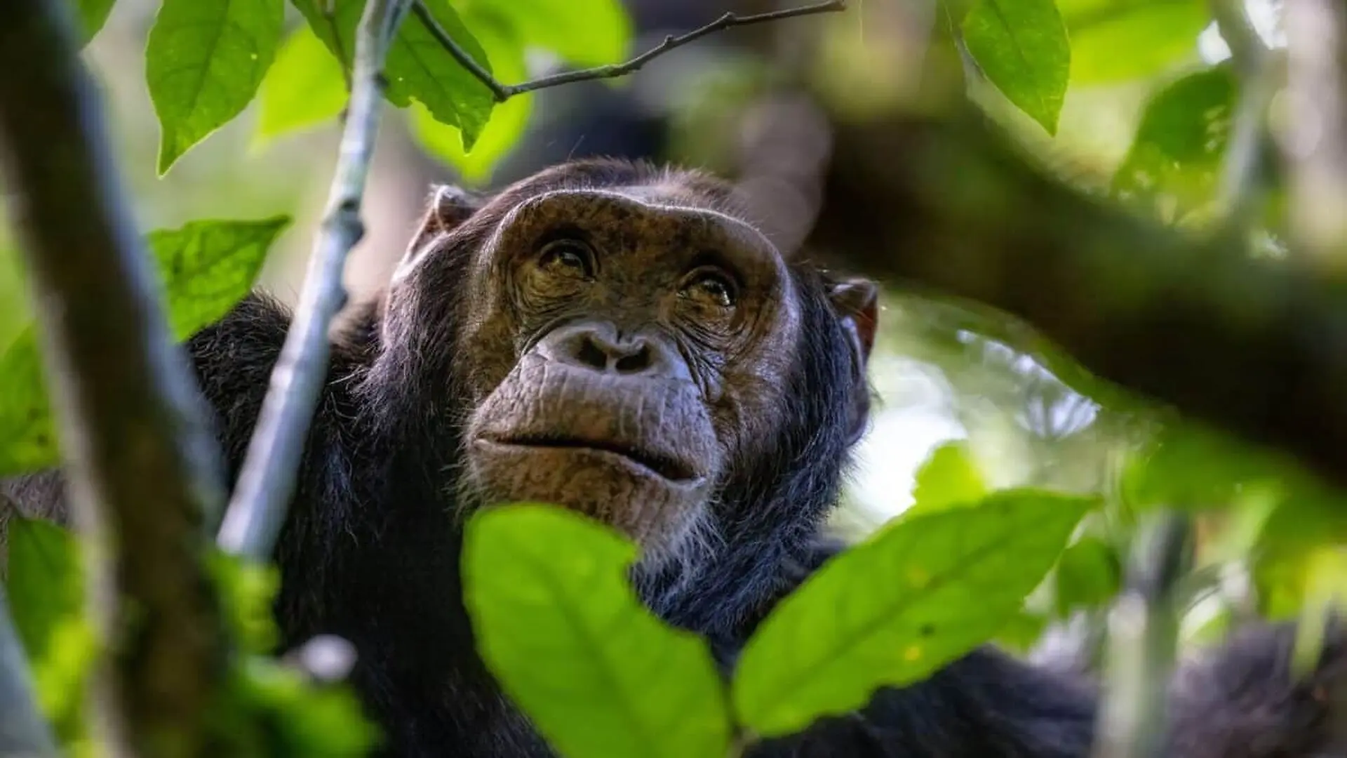 In A Russian Scientist Tried To Create A Human Chimp Hybrid The Result Was Not What They Expected Scaled