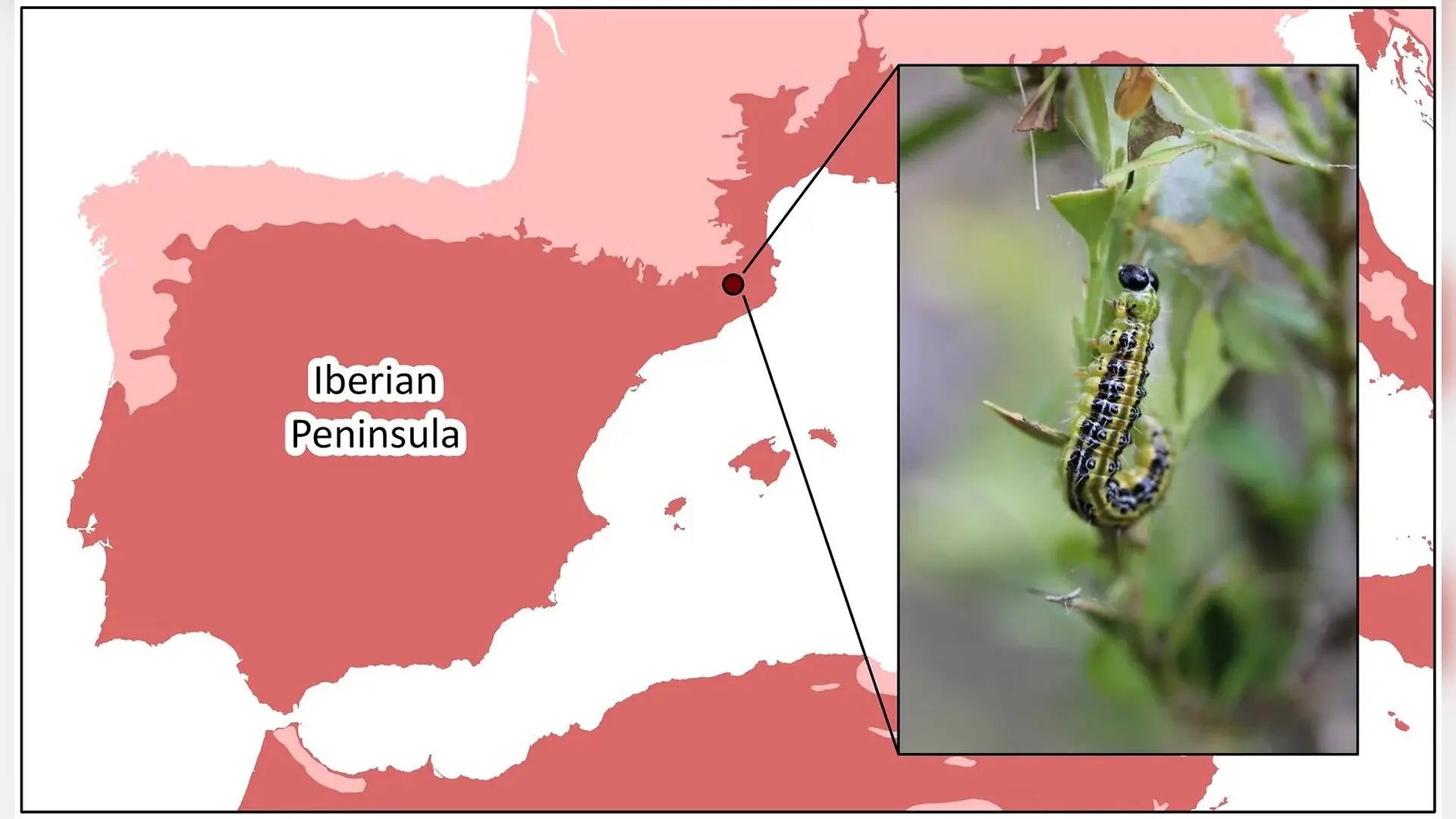 Which Pest Treatment Actually Saves Boxwood Forests From Invasive Moths