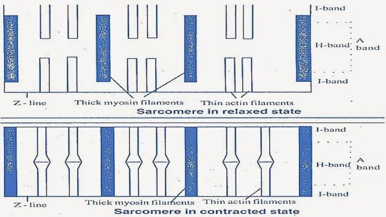 Sarcomere in relaxed and contracted state.