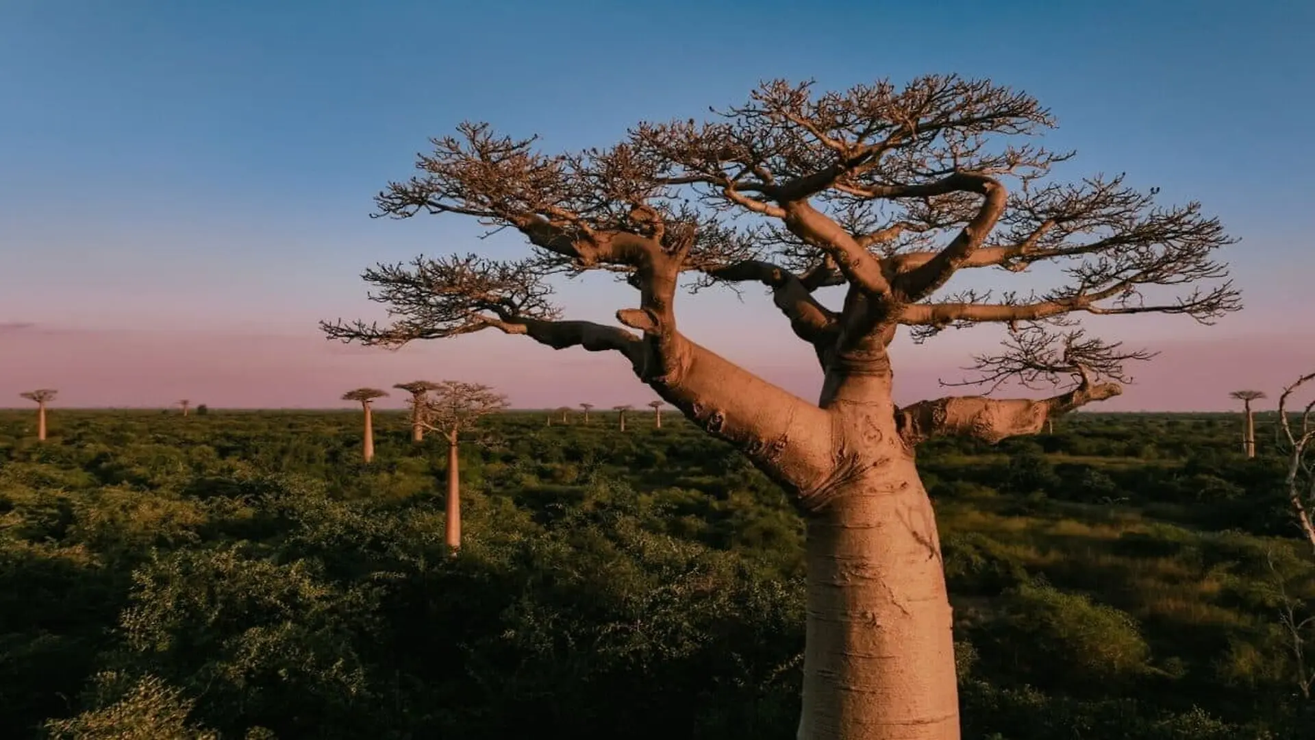 Scientists Discover A New Baobab Species That Was Overlooked For Years In Madagascar Scaled