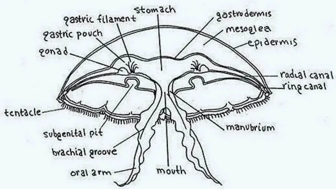 Structure of Jellyfish (Aurelia)