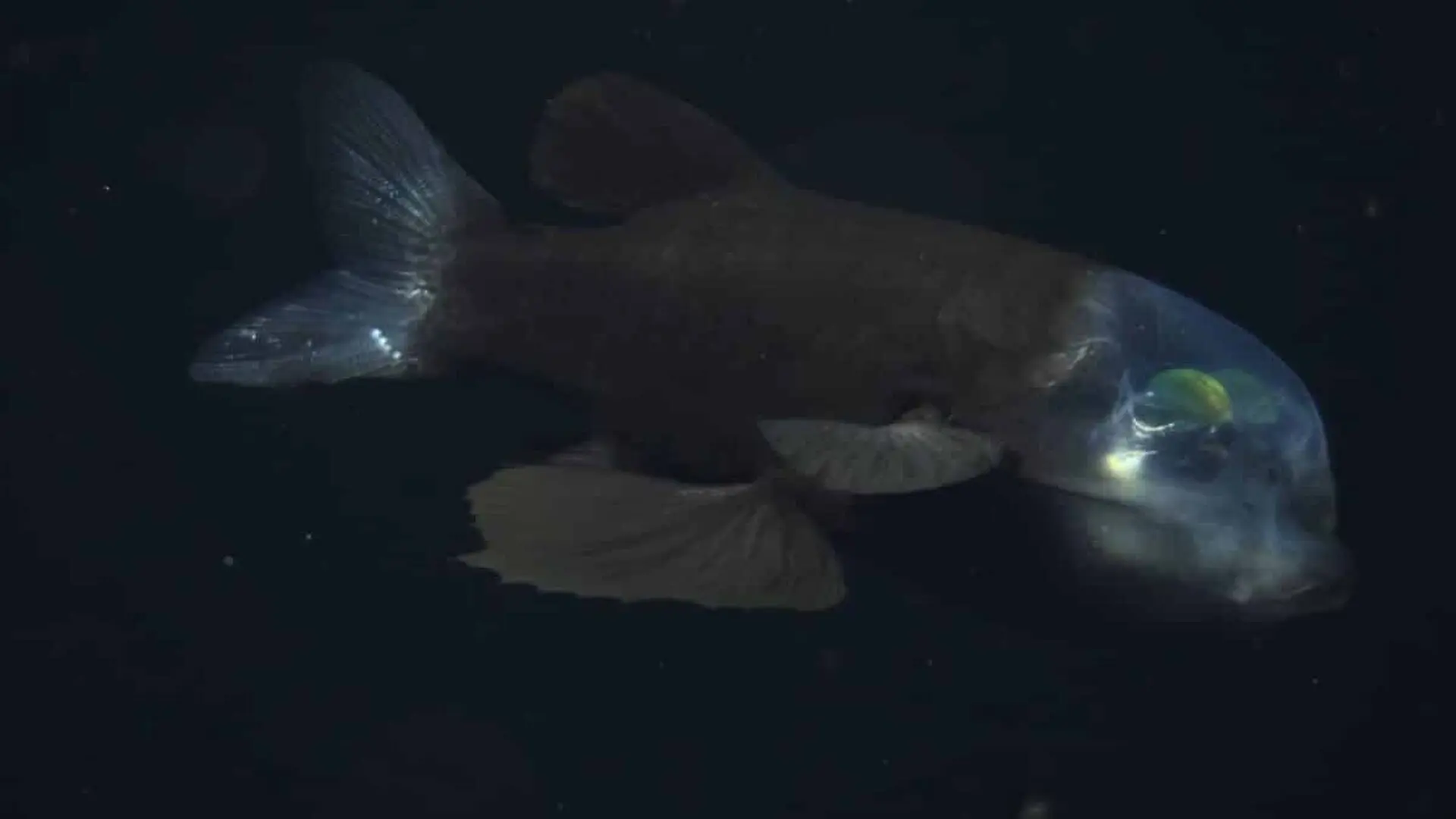 A Rare Fish With Eyes Hidden Inside Its Head Was Just Filmed In Unprecedented Detail Scaled