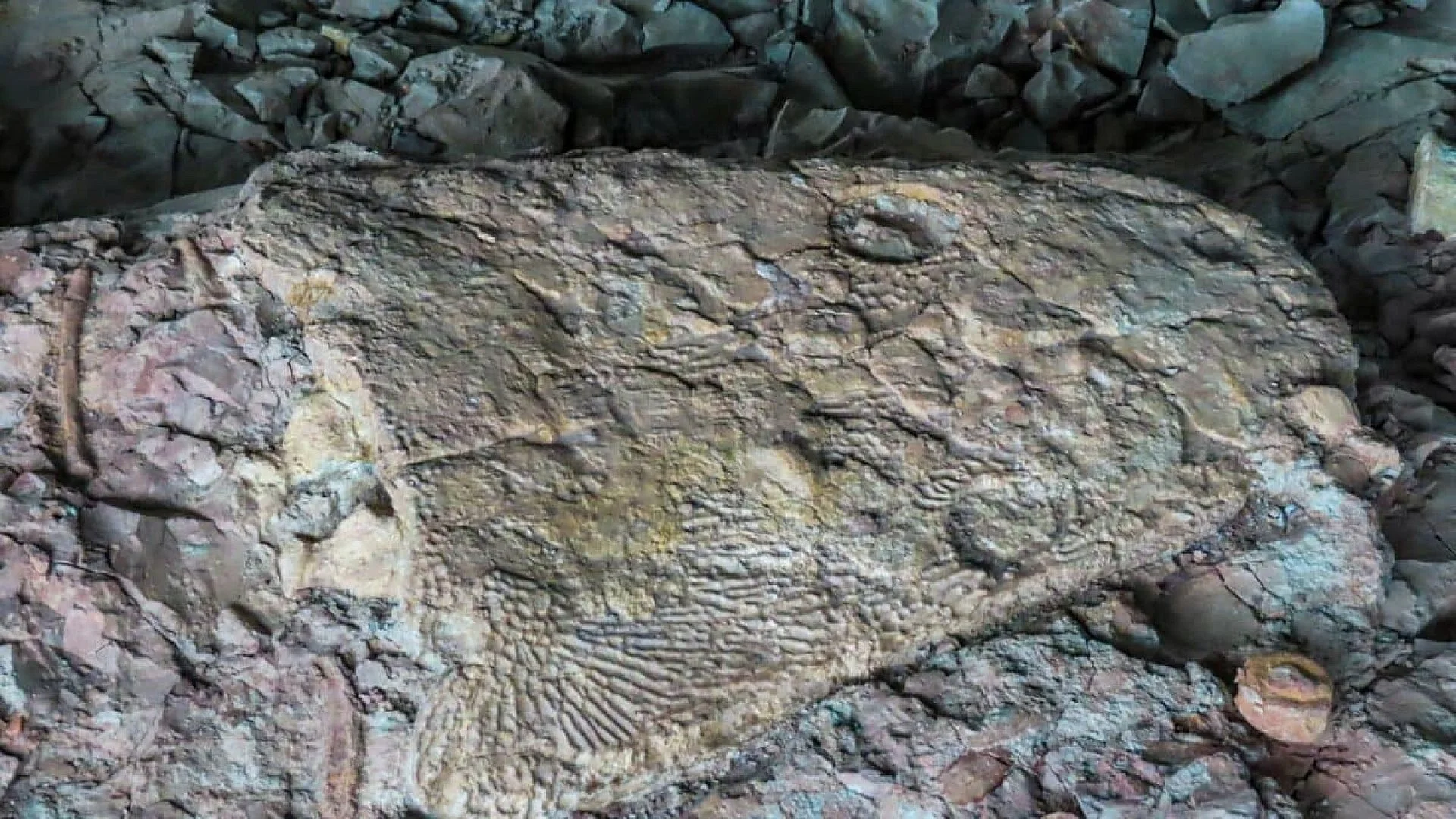 While Splitting Rocks In Wyoming A High School Student Discovered A Giant Complete Prehistoric Fish Skull Buried For 52 Million Years Scaled