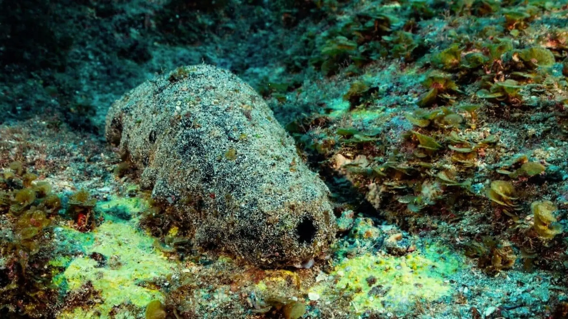 Scientists Think It Could Live Over 100 Years Scaled