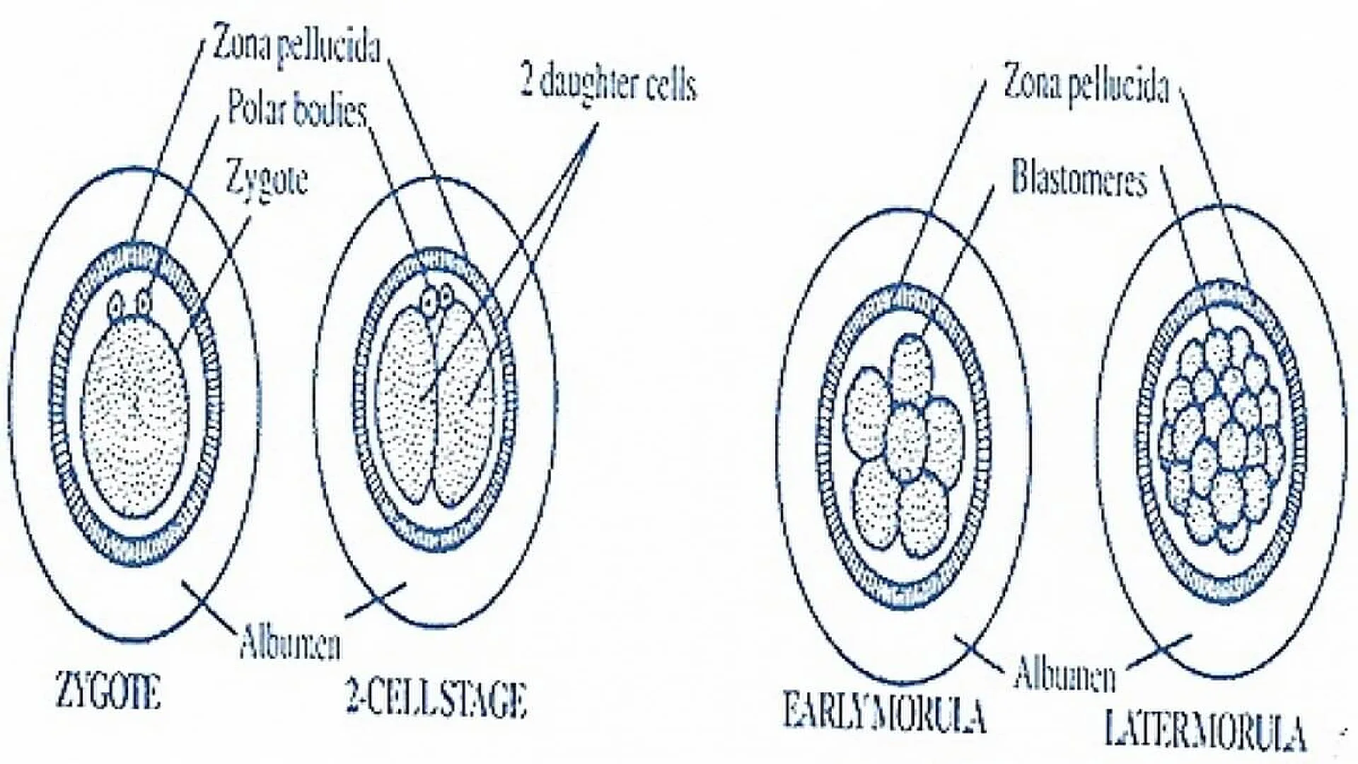Development of Embryo in Rabbit.