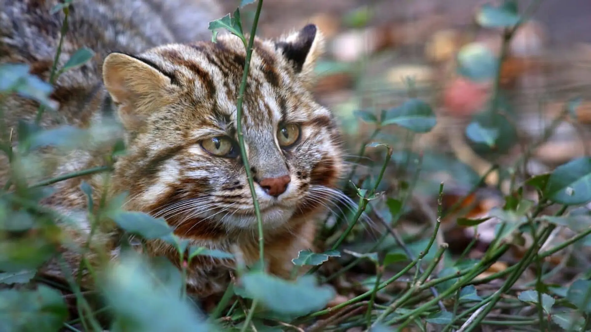 A Rare Cat On A Japanese Island Is Showing A Trait Scientists Didnt Expect Scaled