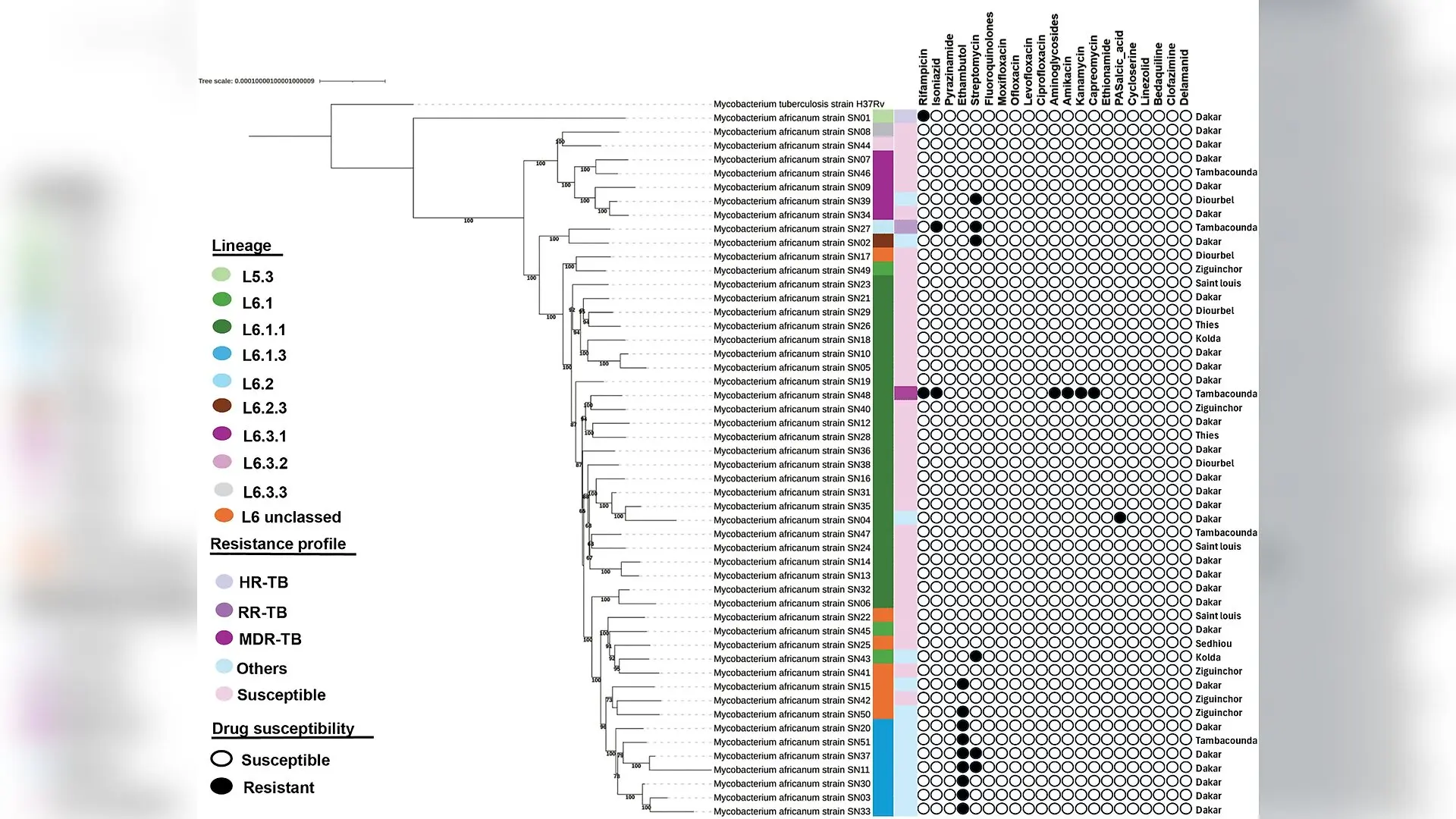 Whole Genome Sequencing Exposes Hidden Genetic Diversity of Tuberculosis Pathogen in Senegal
