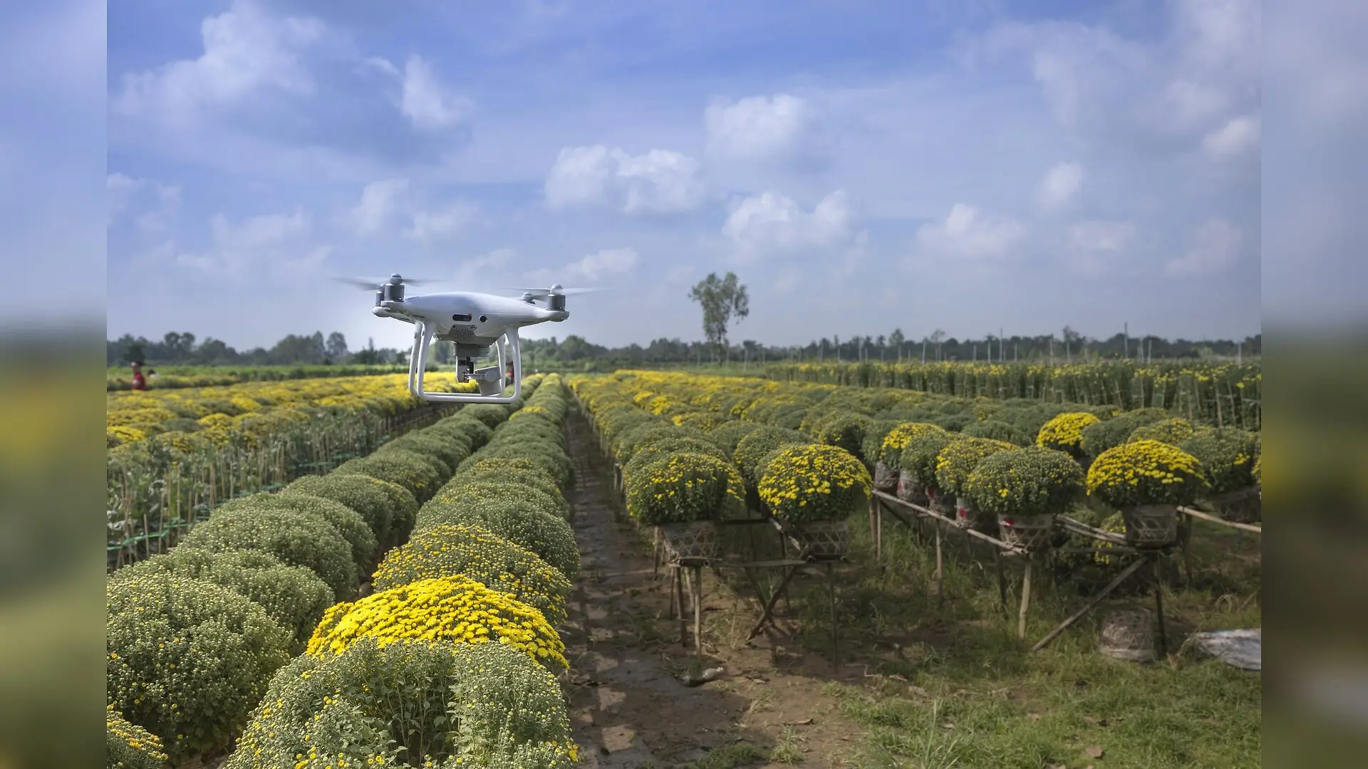 Soilless Farming Transforms Medicinal Plant Production Through Advanced Technology