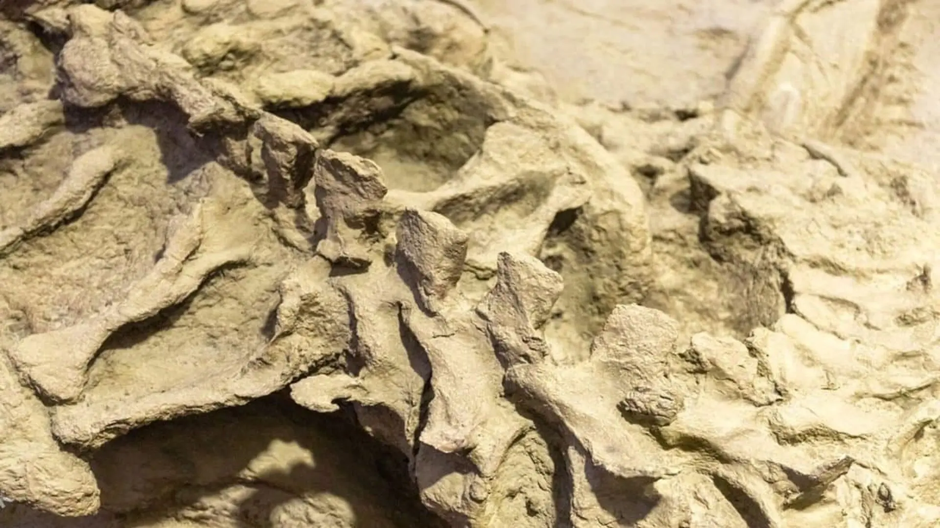 Weighing 220 Kg And Walking On Two Legs This Skull Less Dinosaur Reveals A Prehistoric Ecosystem No One Expected Scaled 1