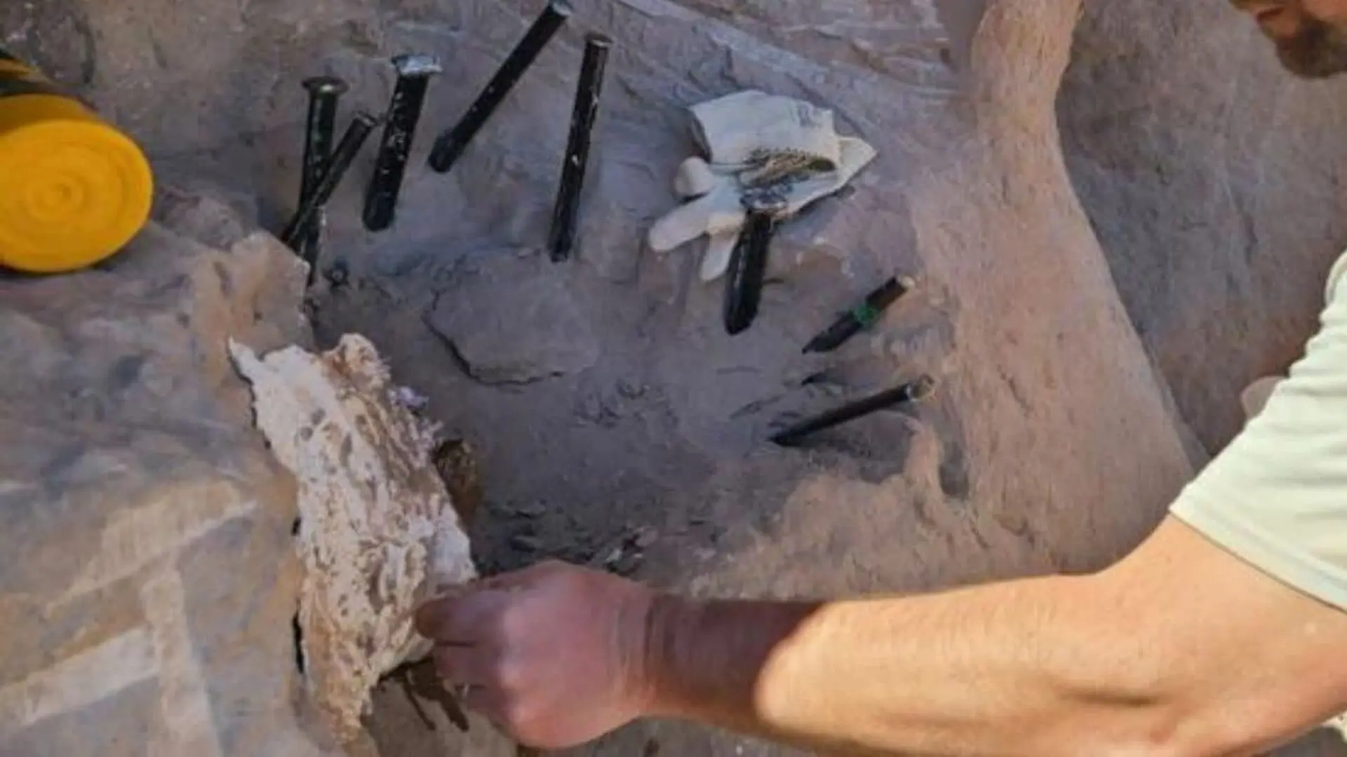 A Chicken Sized Dinosaur Found In Argentina Roamed Alongside Patagonias Biggest Giants Scaled 1