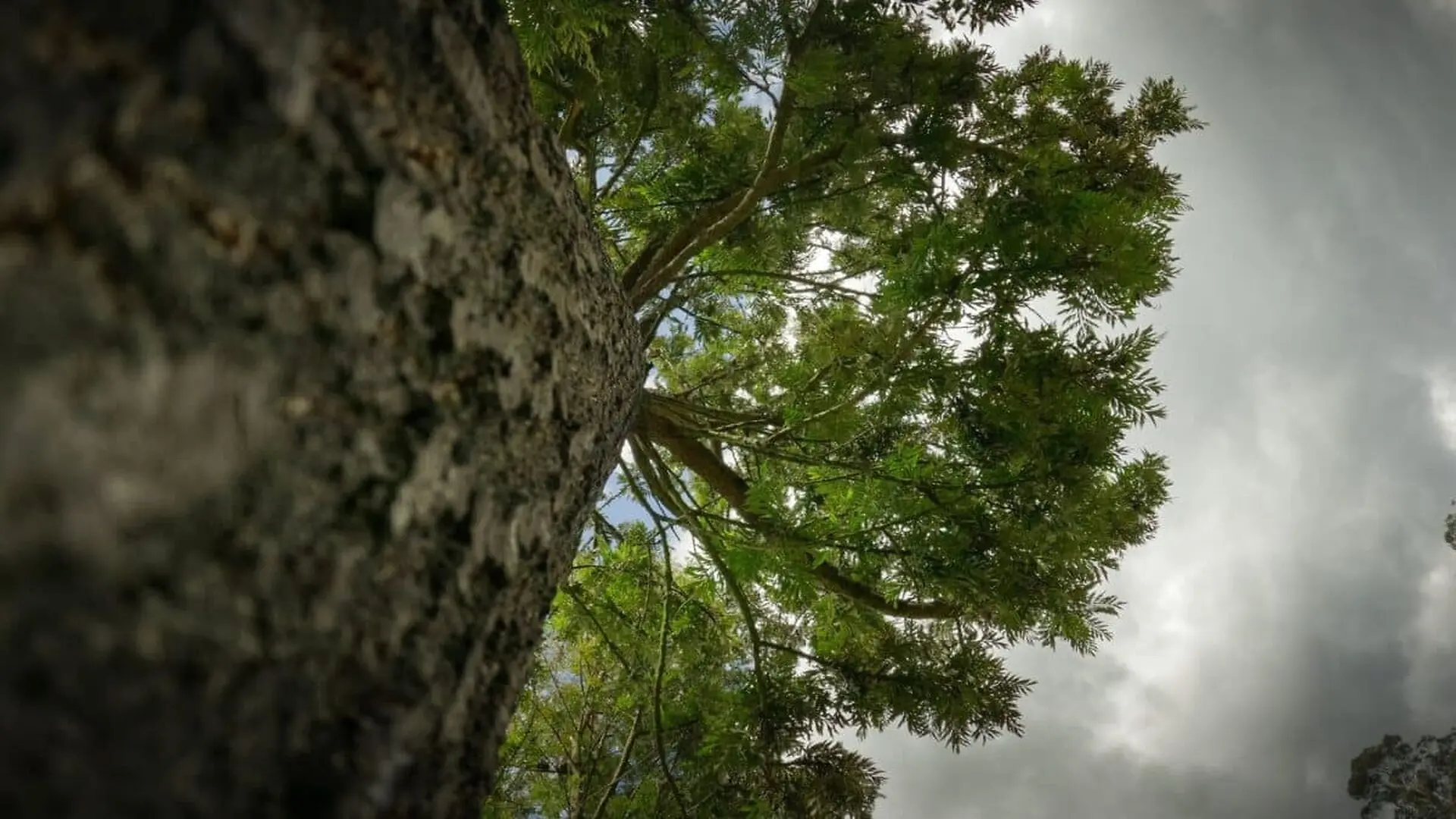 This 84 Meter Tree Was Hidden In Taiwans Mountains Until Scientists Finally Found It Scaled