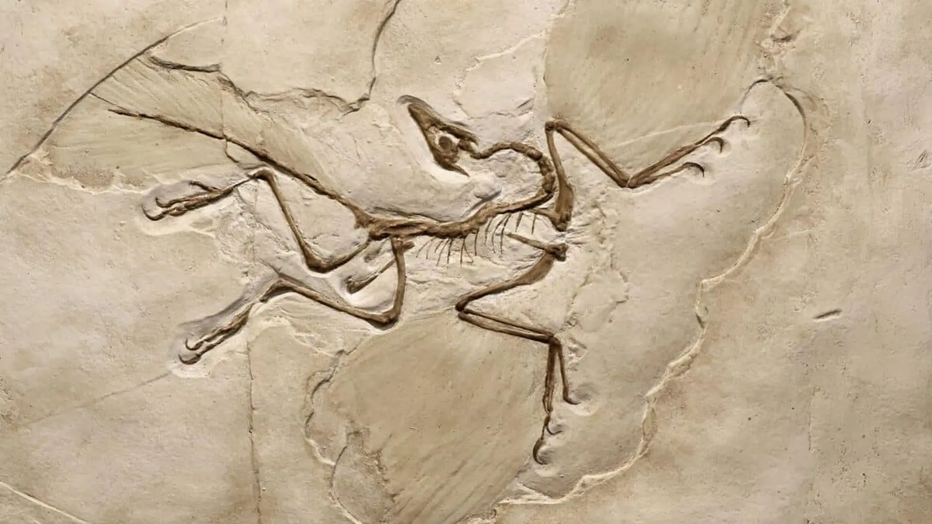 A Chinese Team Unearthed A Well Preserved 13 Inch Dinosaur With Four Wings And A Tail Unlike Any Known Fossil Scaled