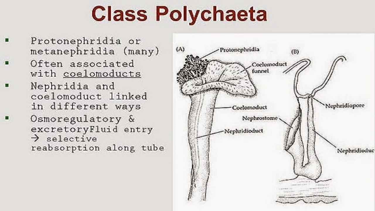 Coelom and Coelomoducts of Annelida.