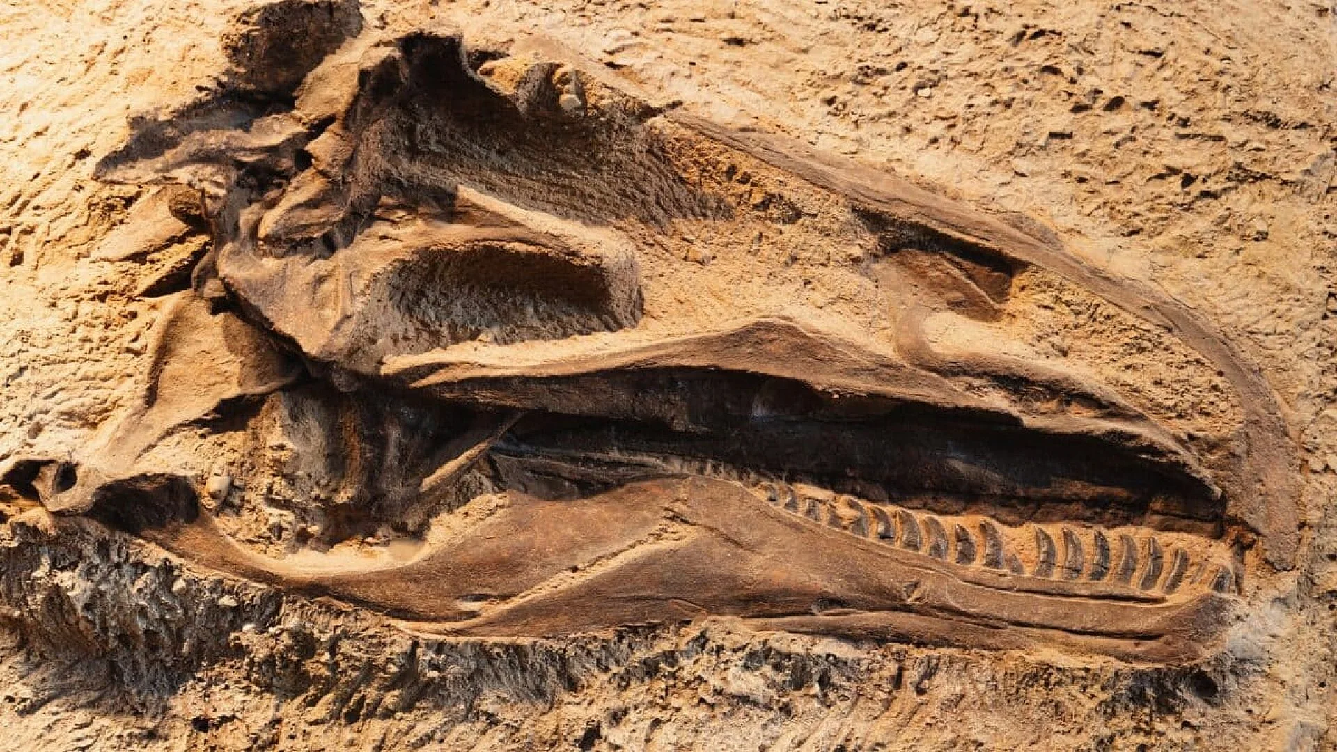 Archaeologists In Spain Unearthed One Of The Rarest And Most Complete Dinosaur Skulls Ever Found In Europe Dating Back 150 Million Years Scaled