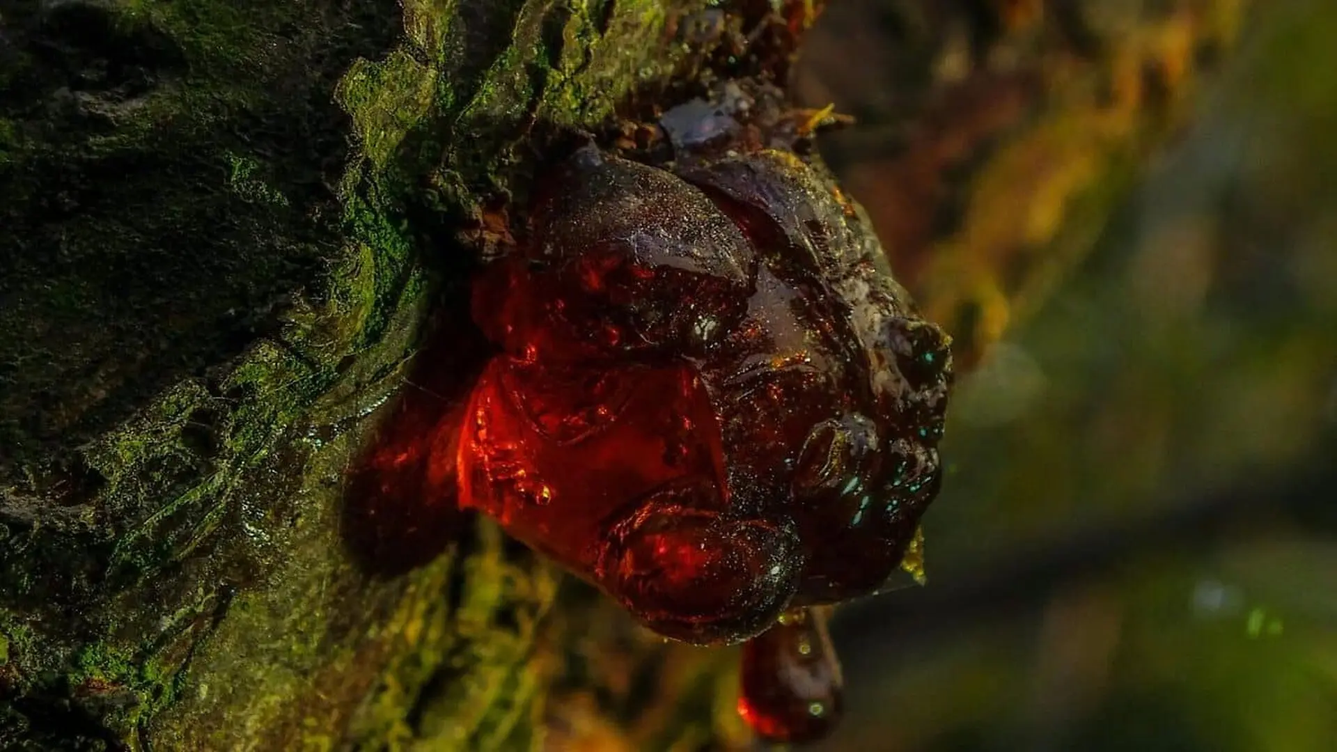 What Was Hidden Inside This 99 Million Year Old Piece Of Amber Is Something Lizards Still Do Today Scaled 1