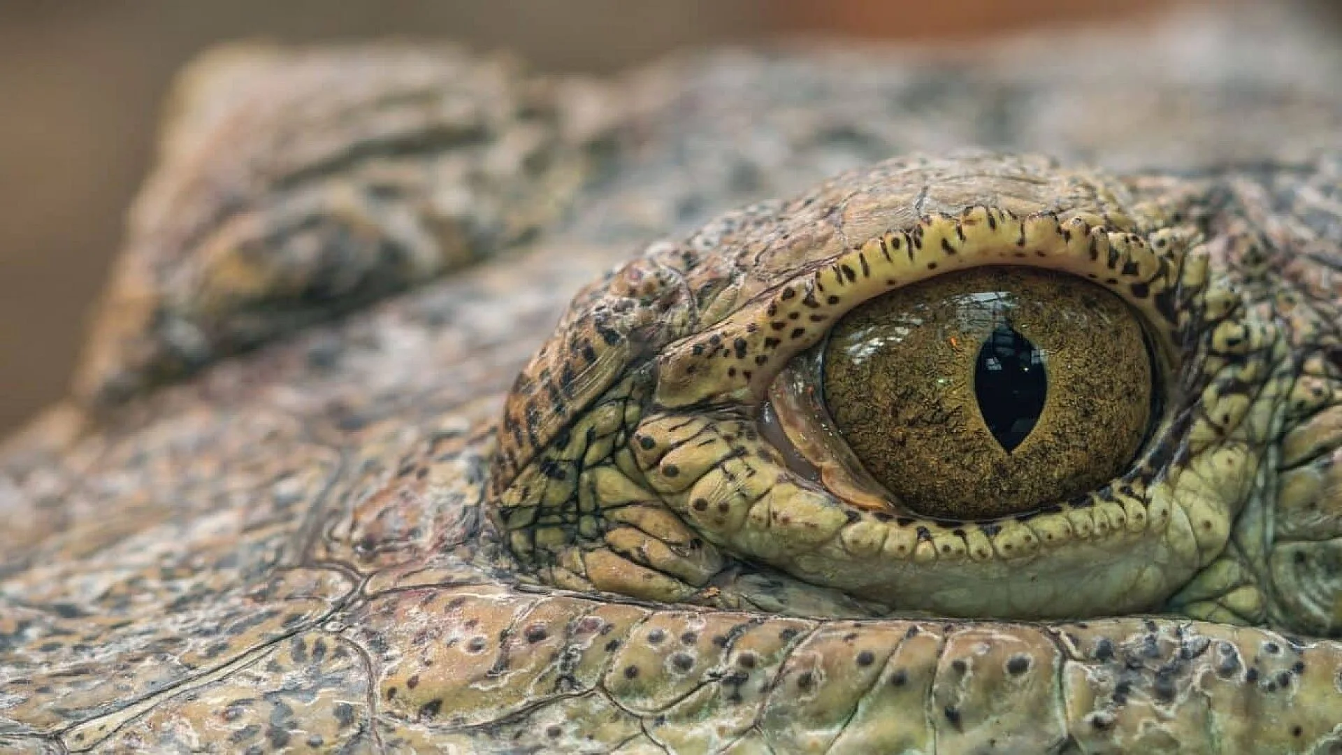 Buried In New Mexico For Over 200 Million Years Researchers Found The Fossil Of An Ancient Reptile That Looked Like An Ostrich Scaled