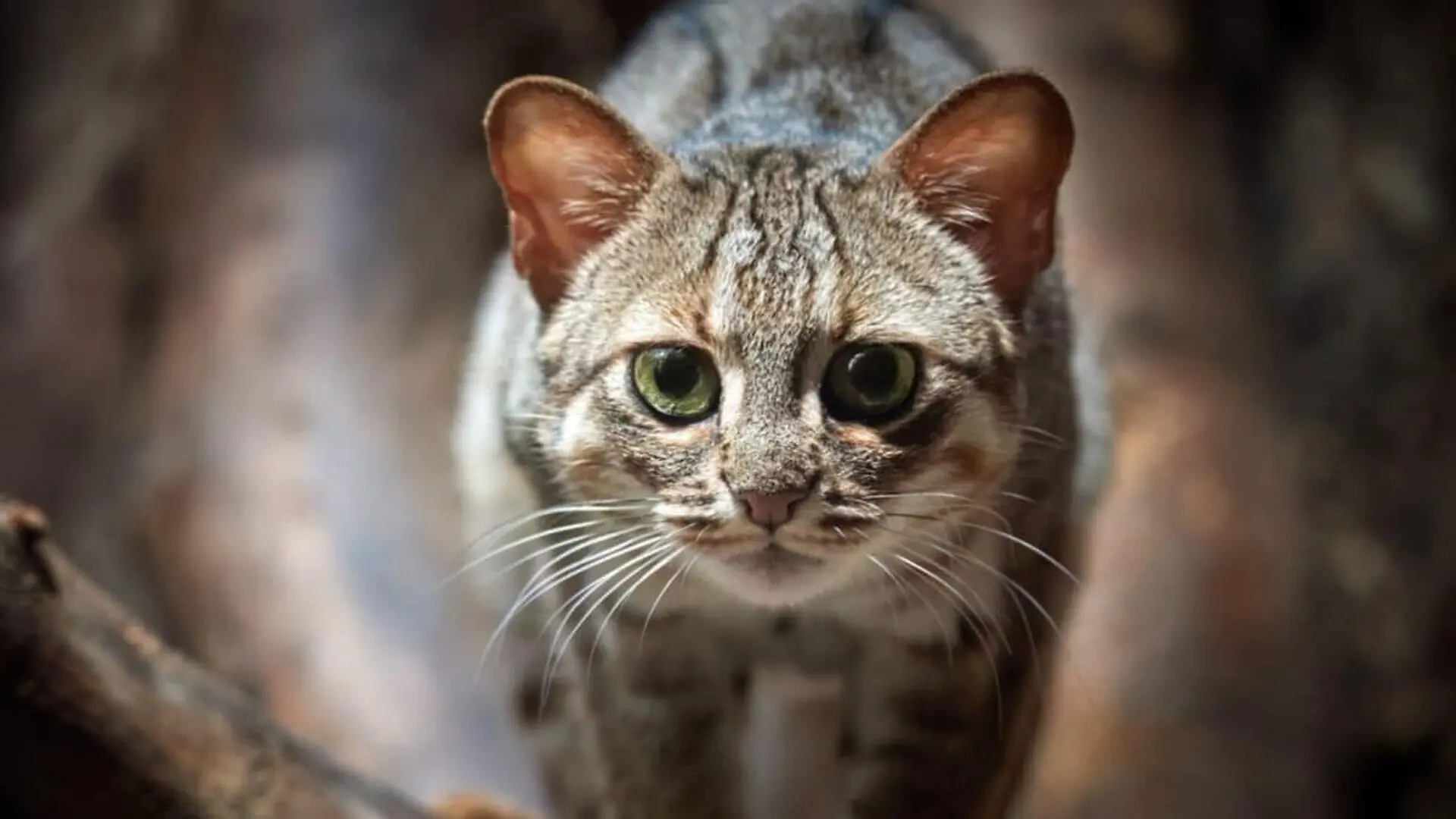 A Tiny Predator That Once Shared Its World With Ancient Humans Scaled
